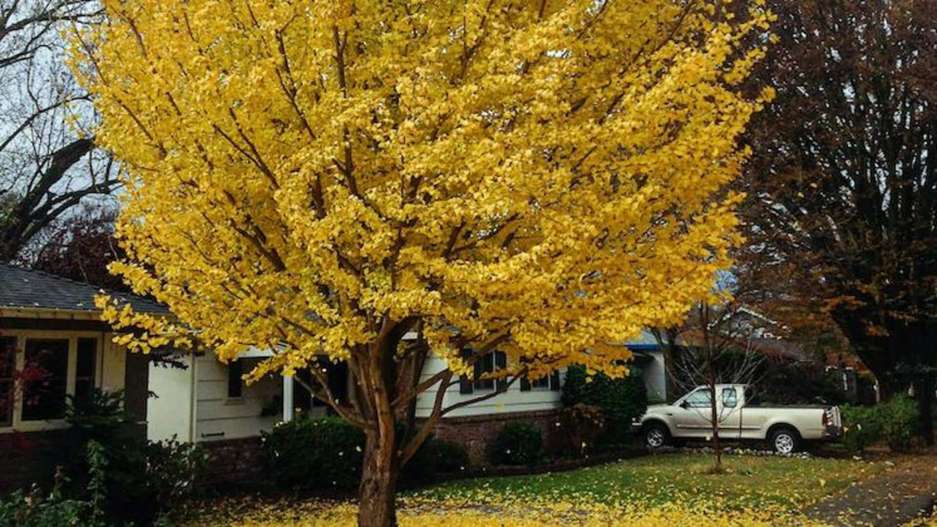 How to cultivate ginkgo trees at home