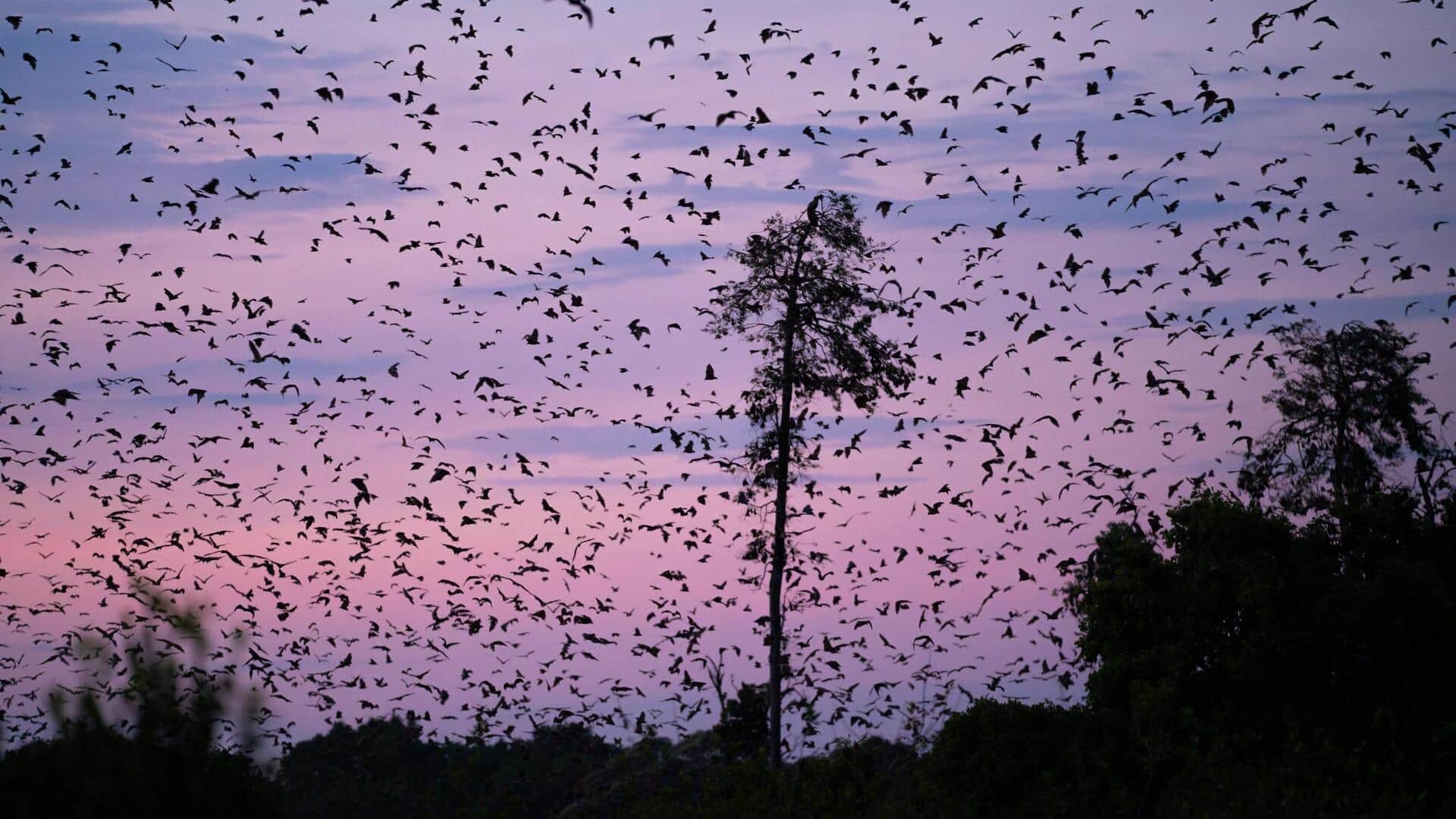 For wildlife enthusiasts: Don't miss this epic destination