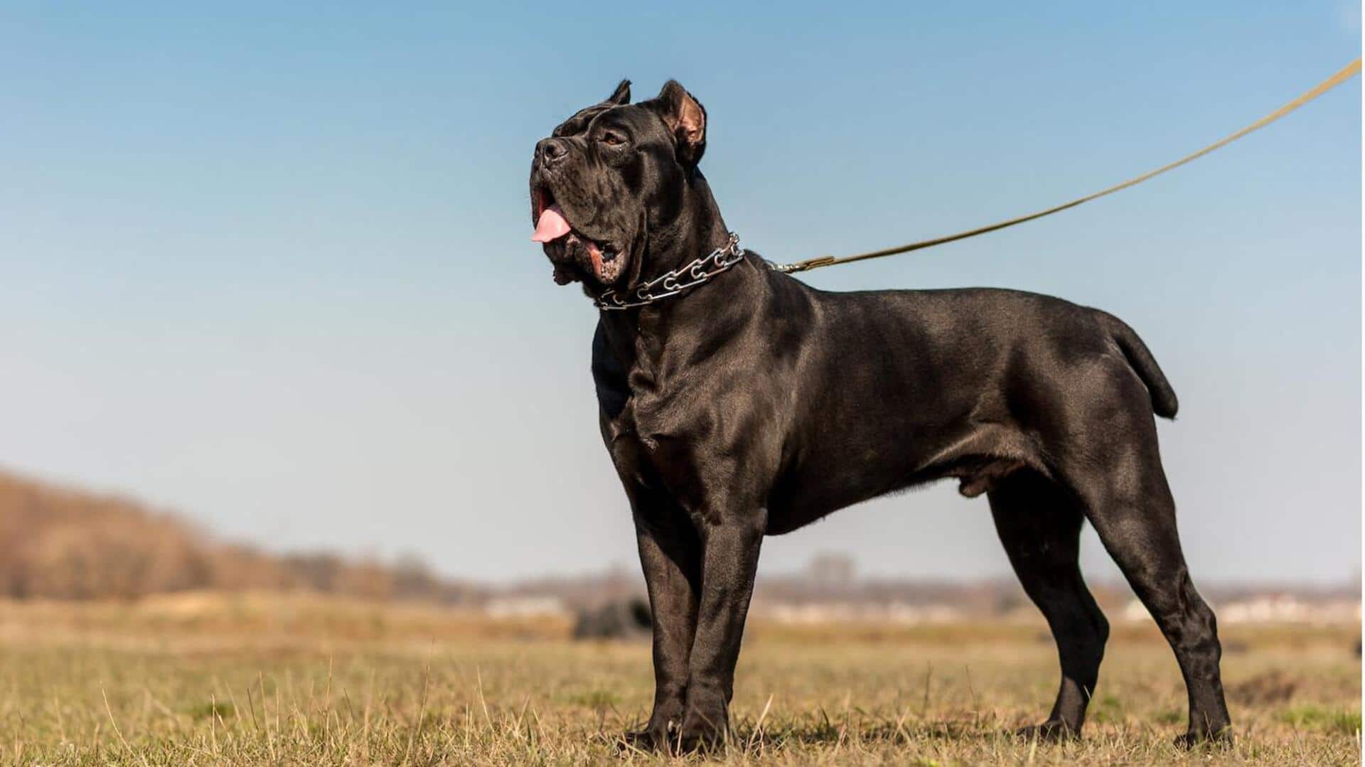 Cane Corso weight management tips their owners should jot down