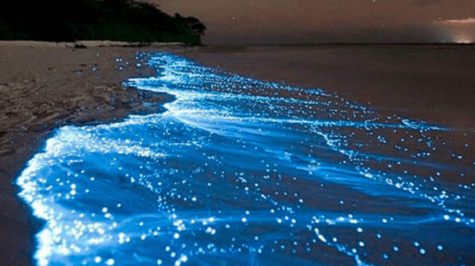 Bioluminescence kayaking in Zanzibar's mangroves