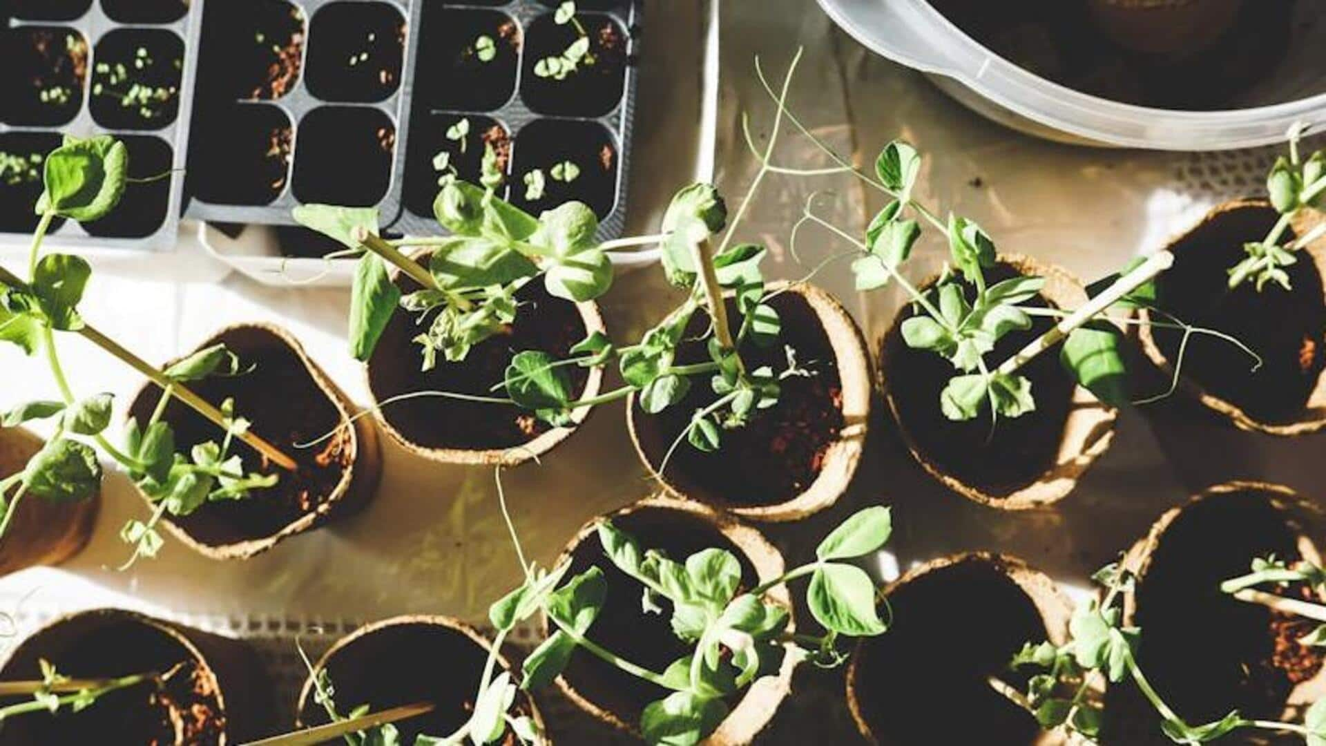 Ways to elevate happiness with indoor gardening