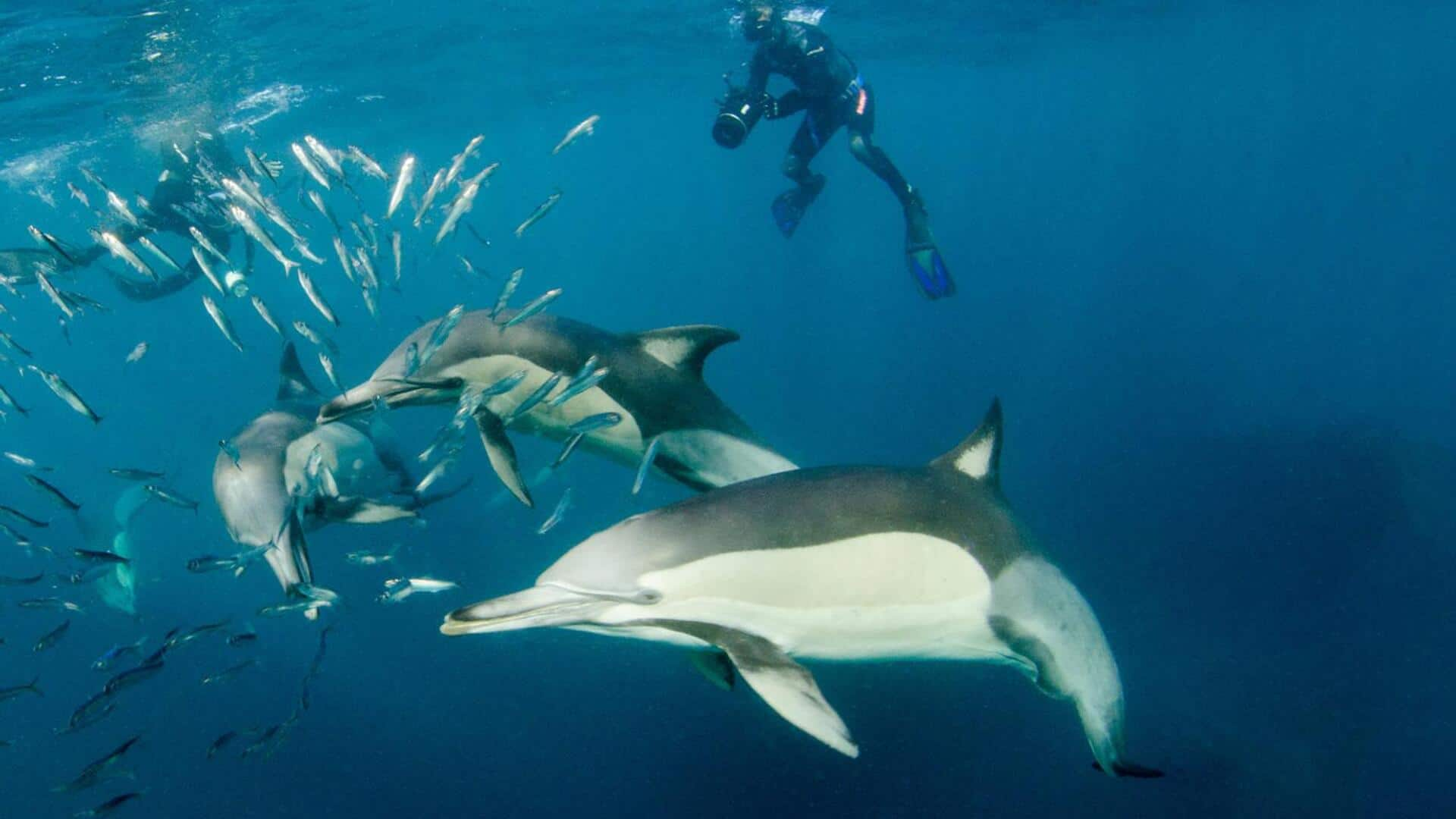 Marvel at South Africa's breathtaking Sardine Run