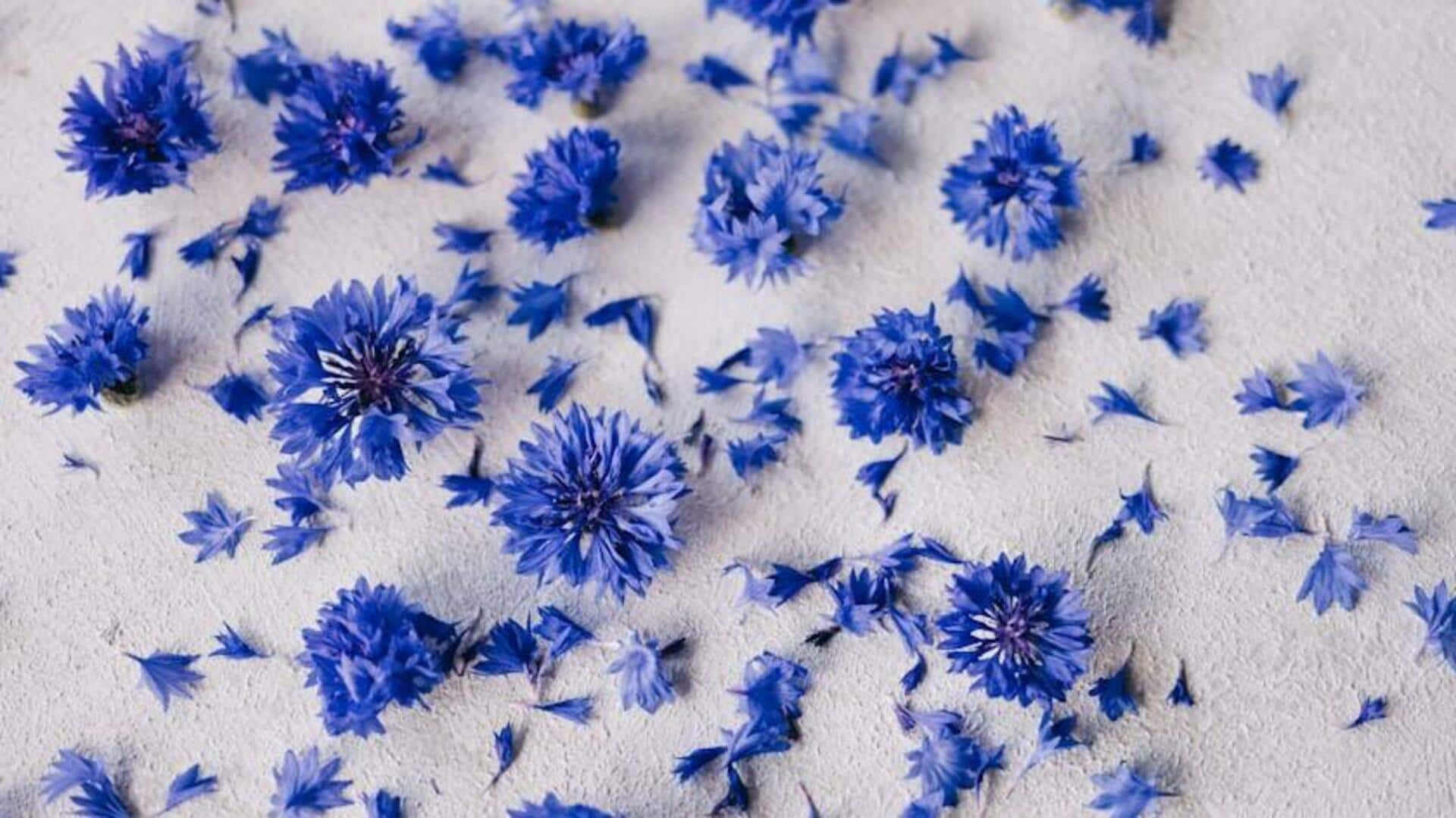 Brightening eyes with cornflower petal extract