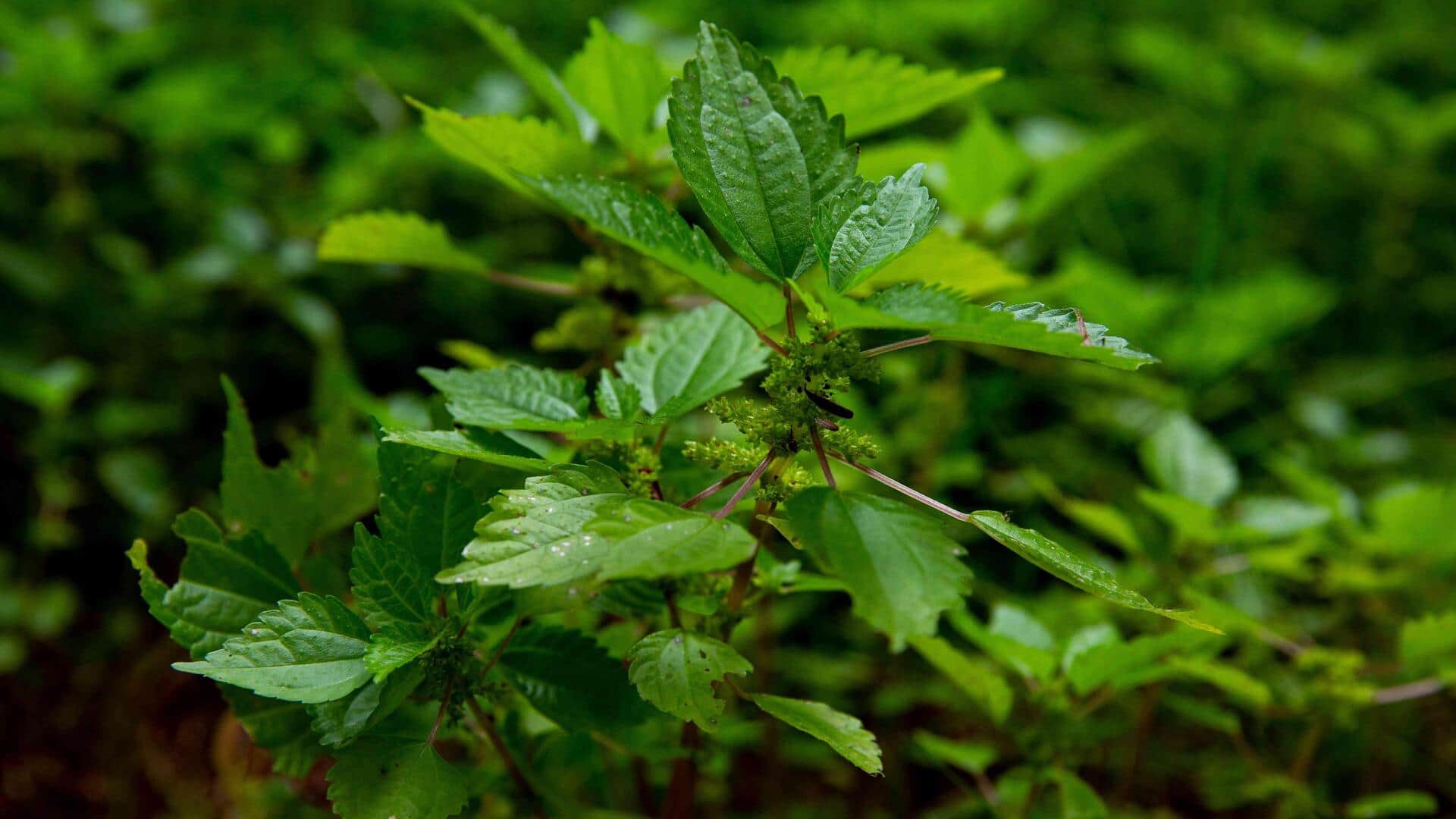 How to grow stinging nettle at home