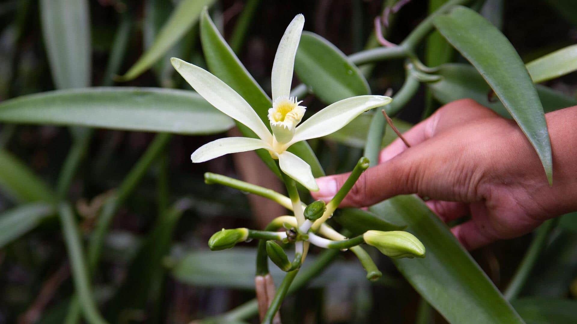 How to grow vanilla orchids at home