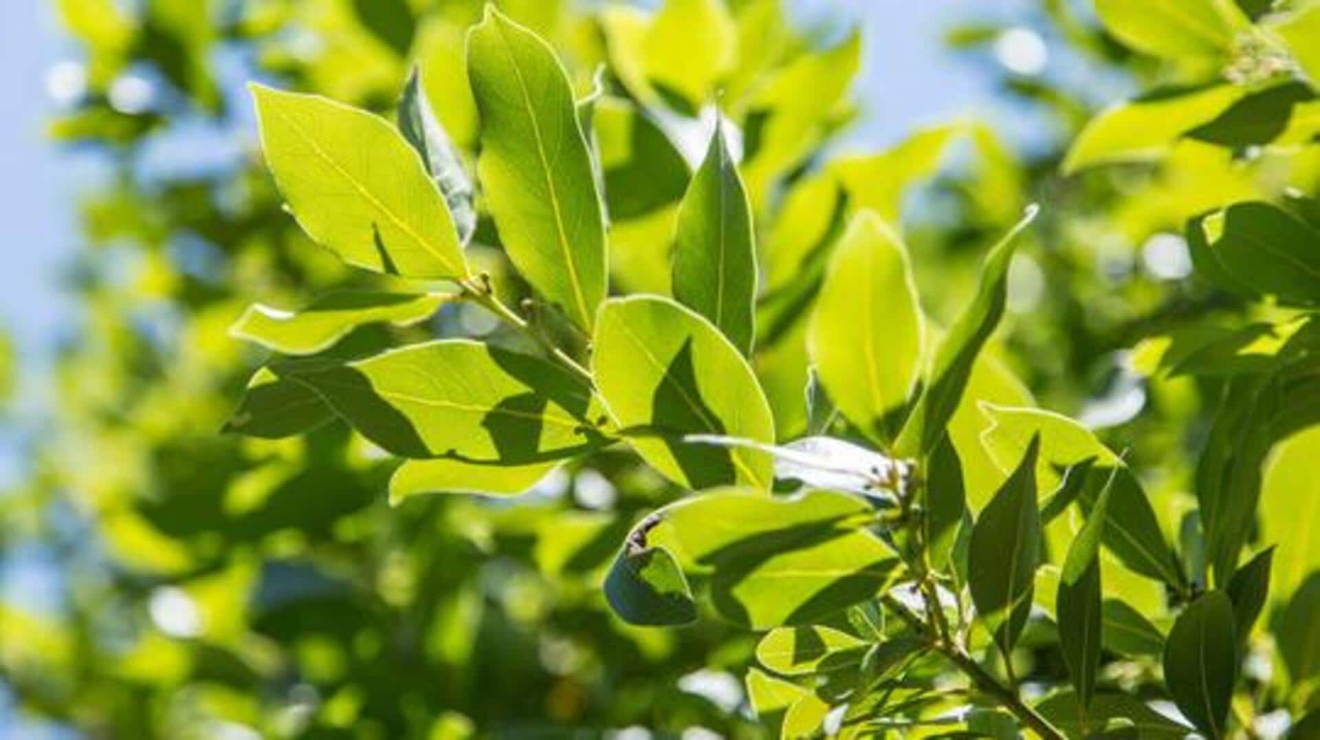 How to grow bay leaf plant at home