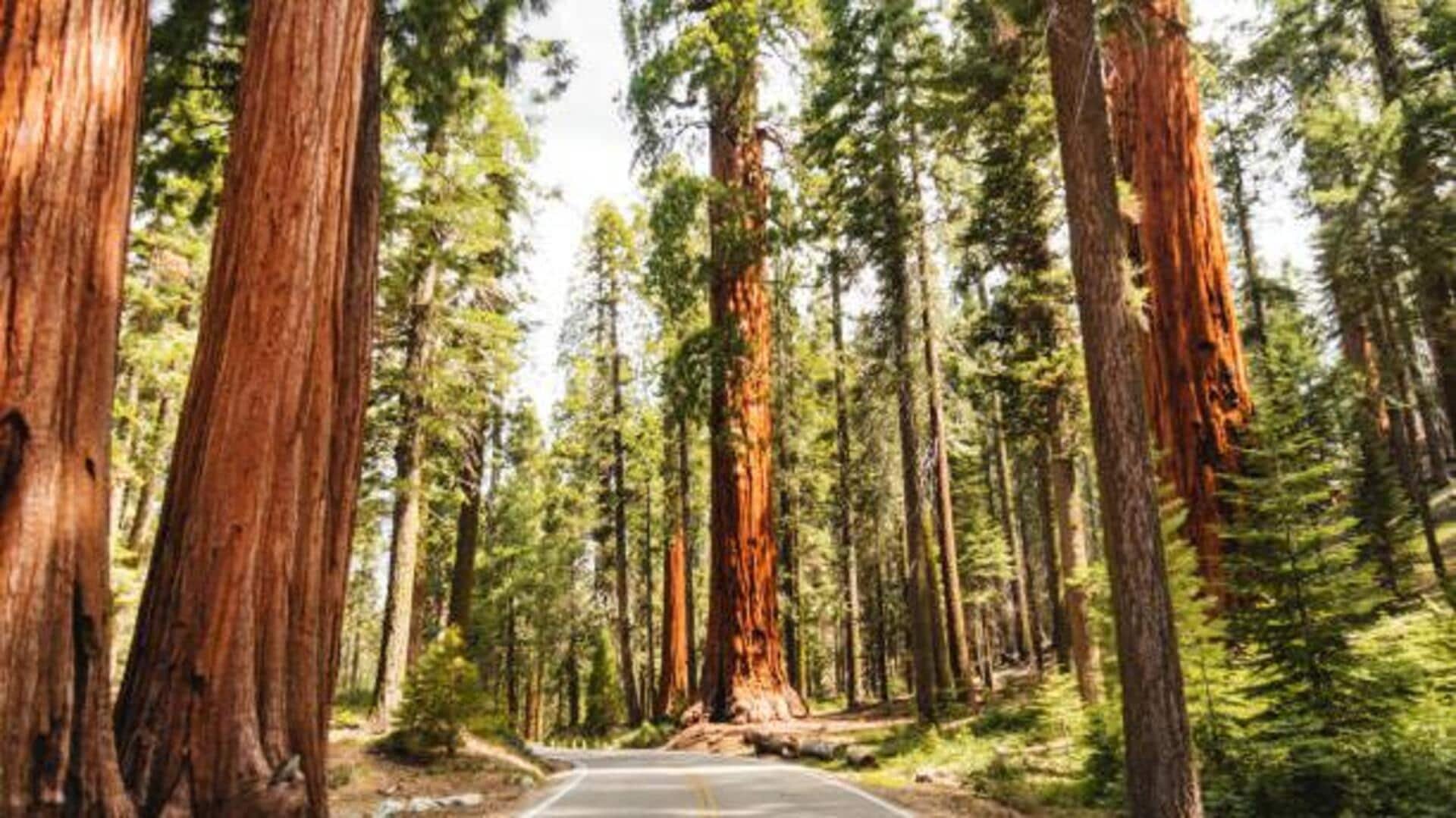 Walking with giants: Sequoia forest treks