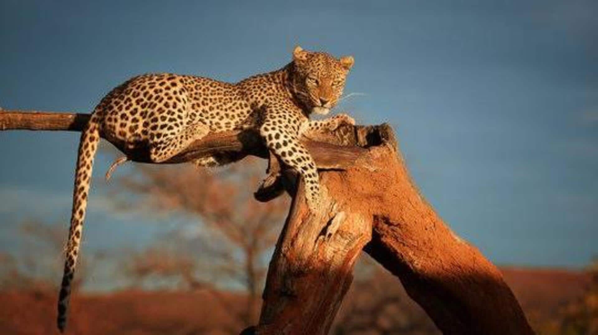 Into wildlife photography? Explore these spots in Gambia 