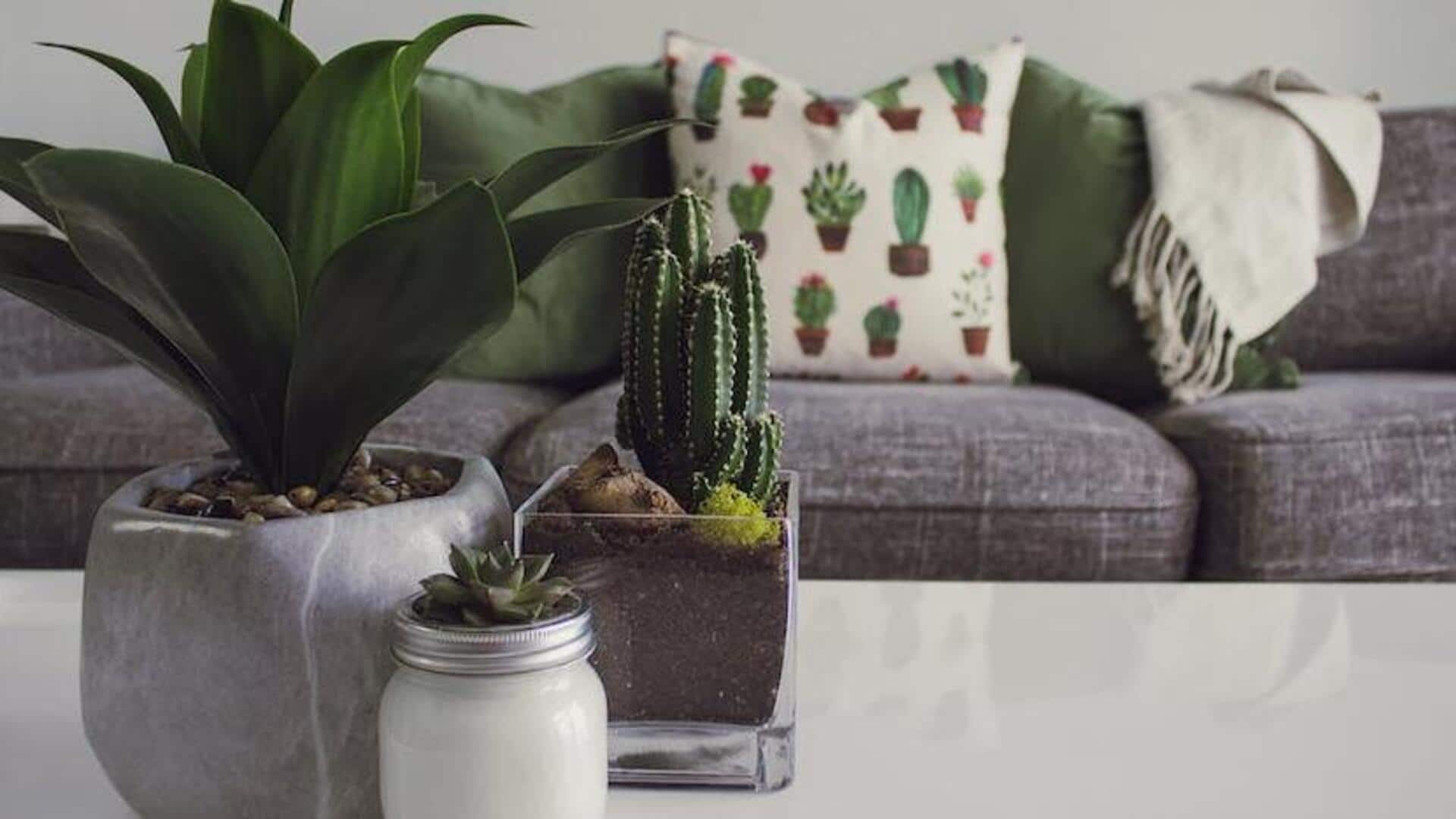 These plants will take your home decor up a notch