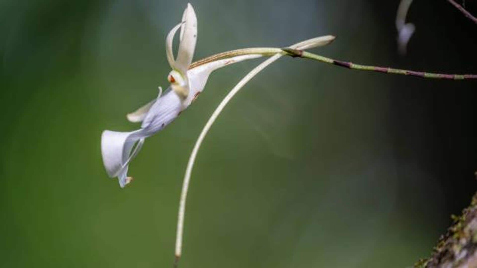 Ghost orchid expeditions: A rare bloom you must witness