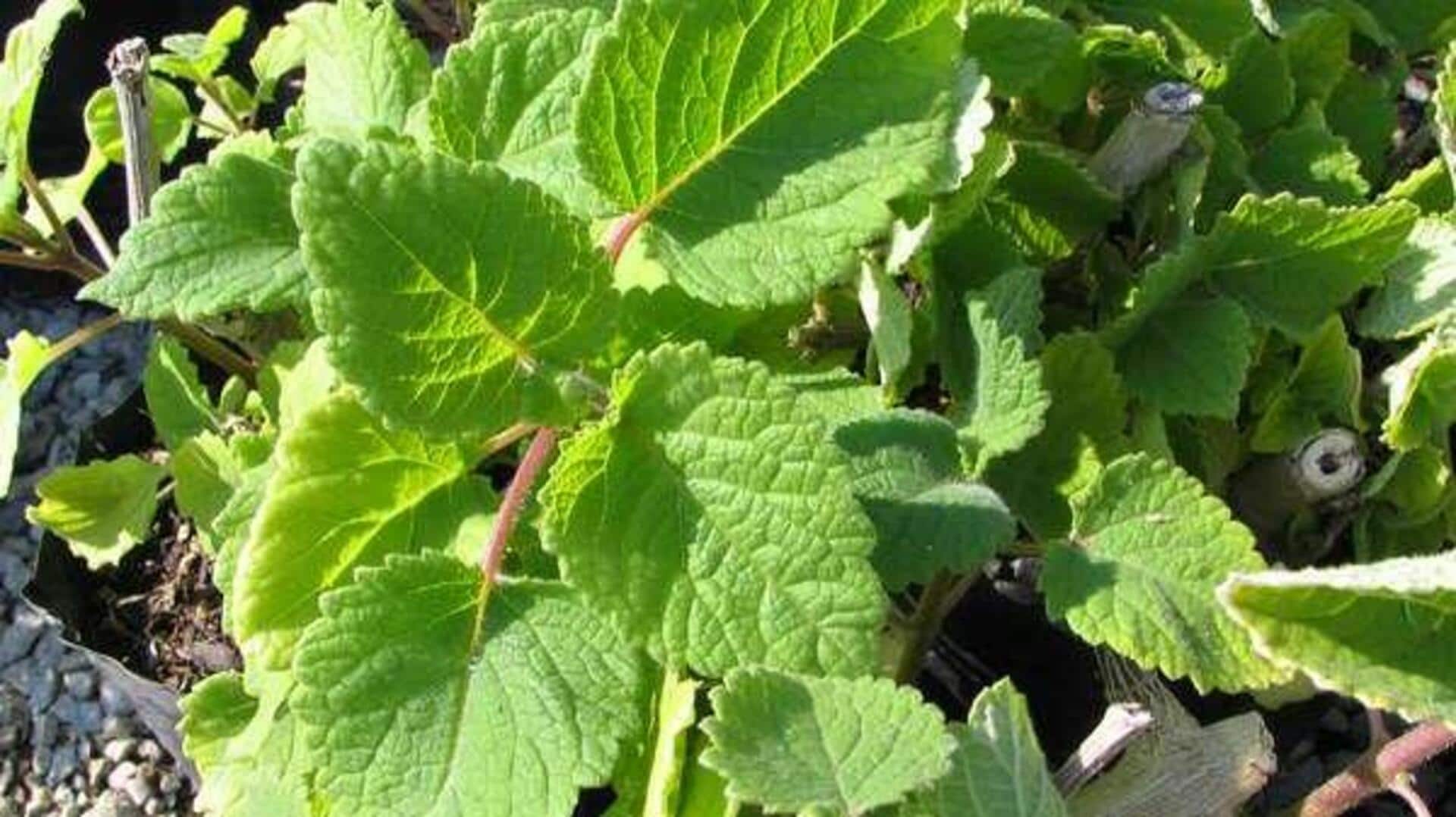 How to use ginger bush in cooking