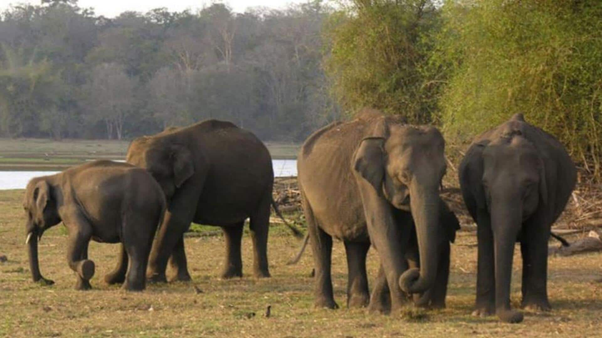 MP: Probe launched after 10 elephants die mysteriously at Bandhavgarh