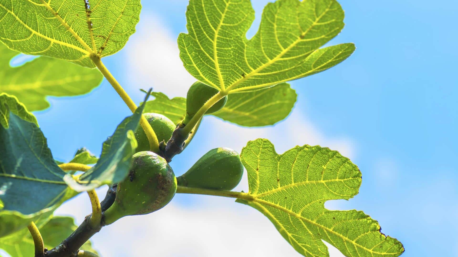 Fig leaves: Nature's antioxidant powerhouse for a youthful glow 