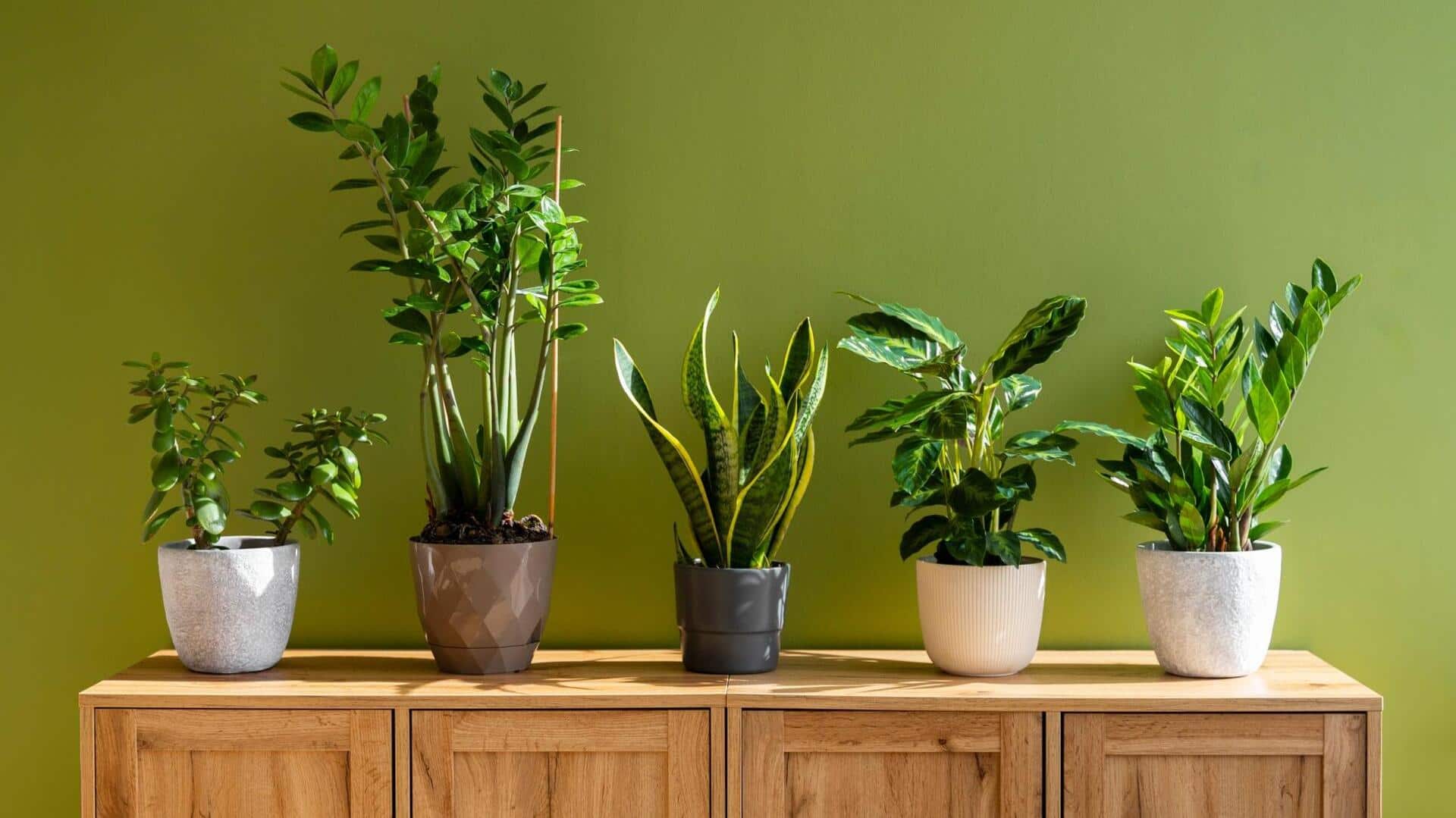 If you're planning on indoor plants, keep reading