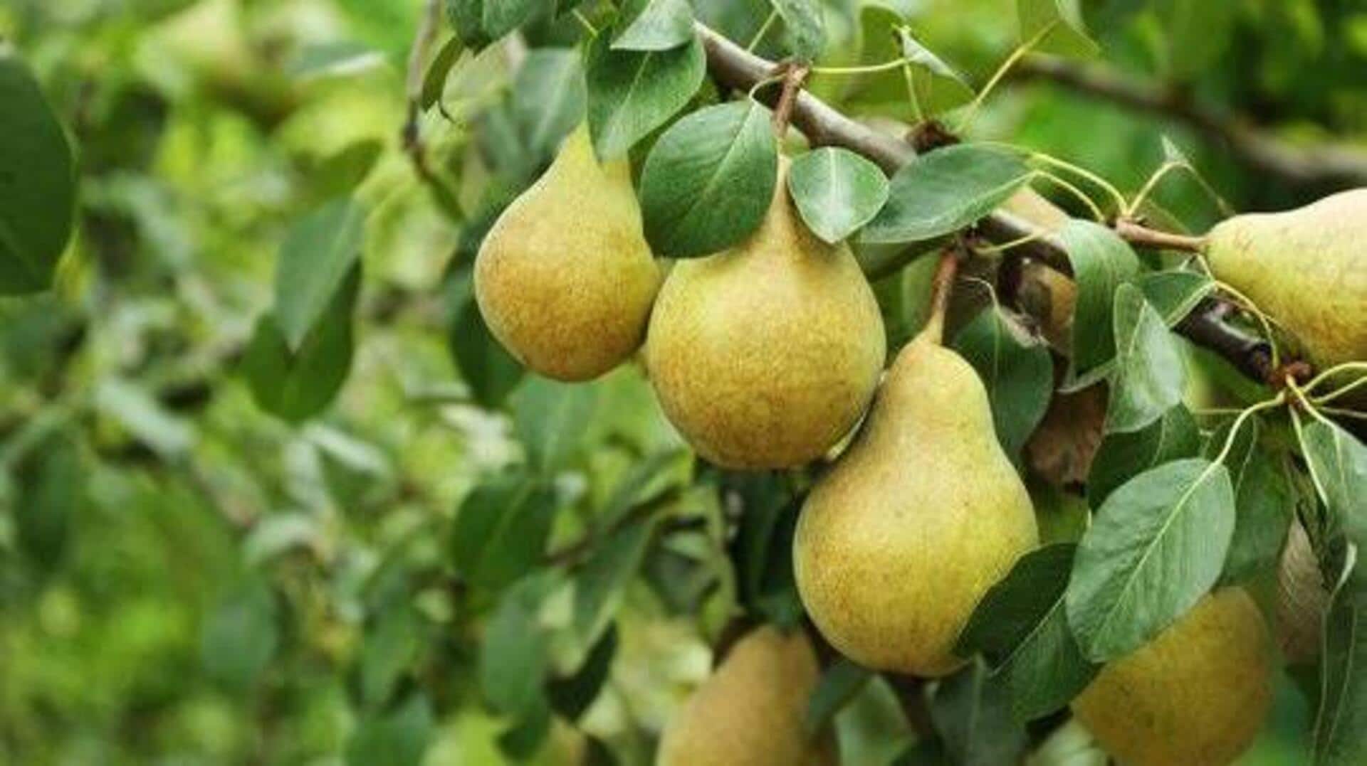 You must try these dishes using rosemary and pear
