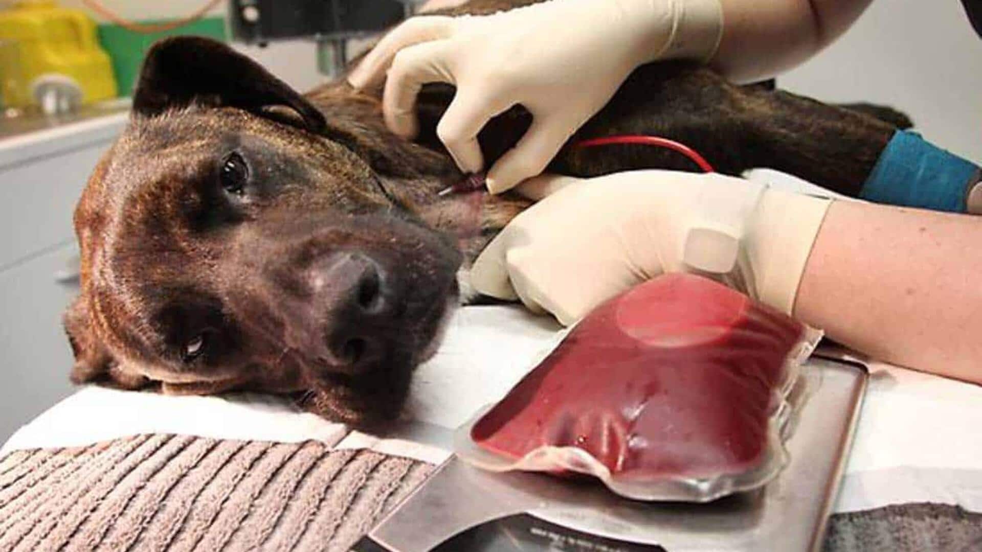 Facts about India's first-ever SOPs for animal blood transfusion Facts about India's first-ever SOPs for animal blood transfusion