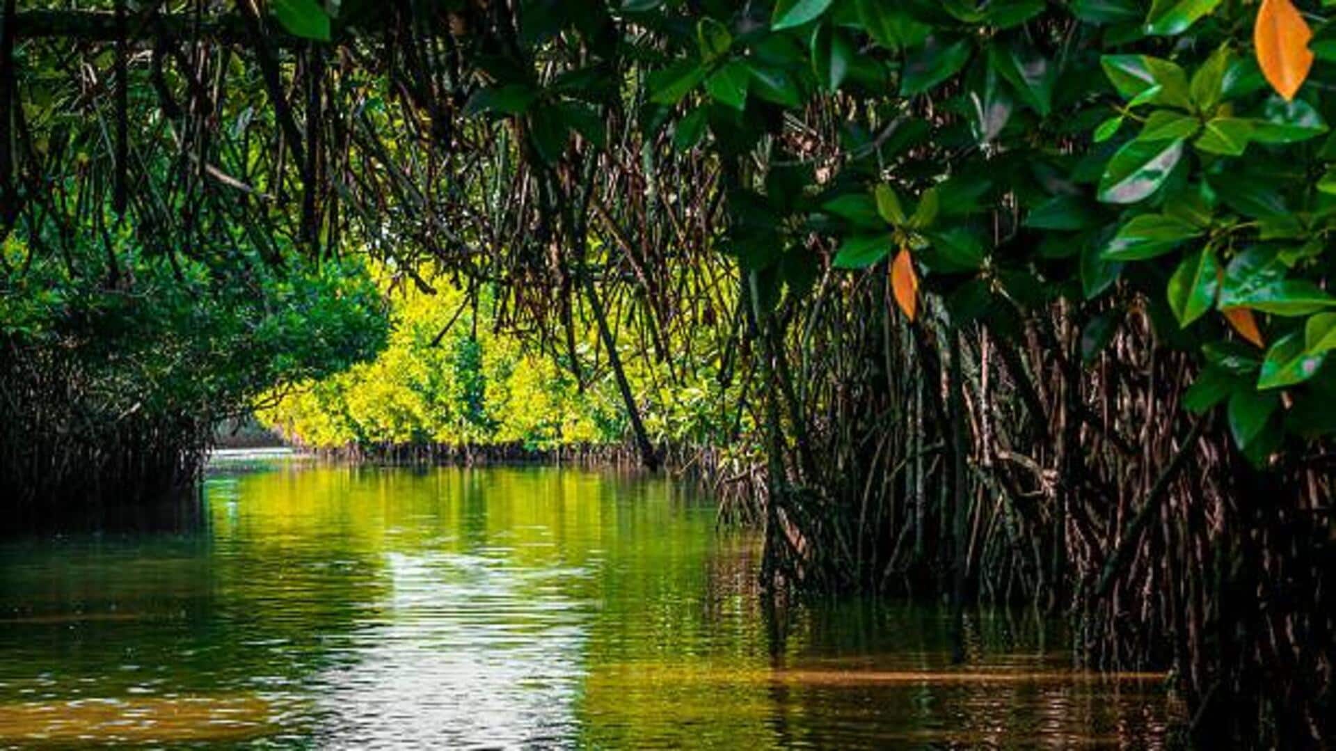Eco-tourism in India: 5 must-visit mangroves
