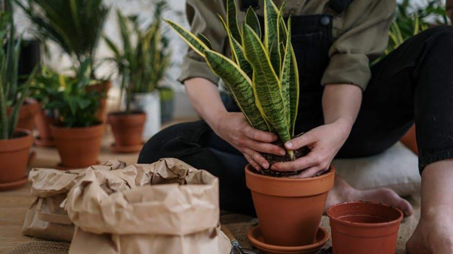 Indoor plants that won't harm your dog Indoor plants that won't harm your dog