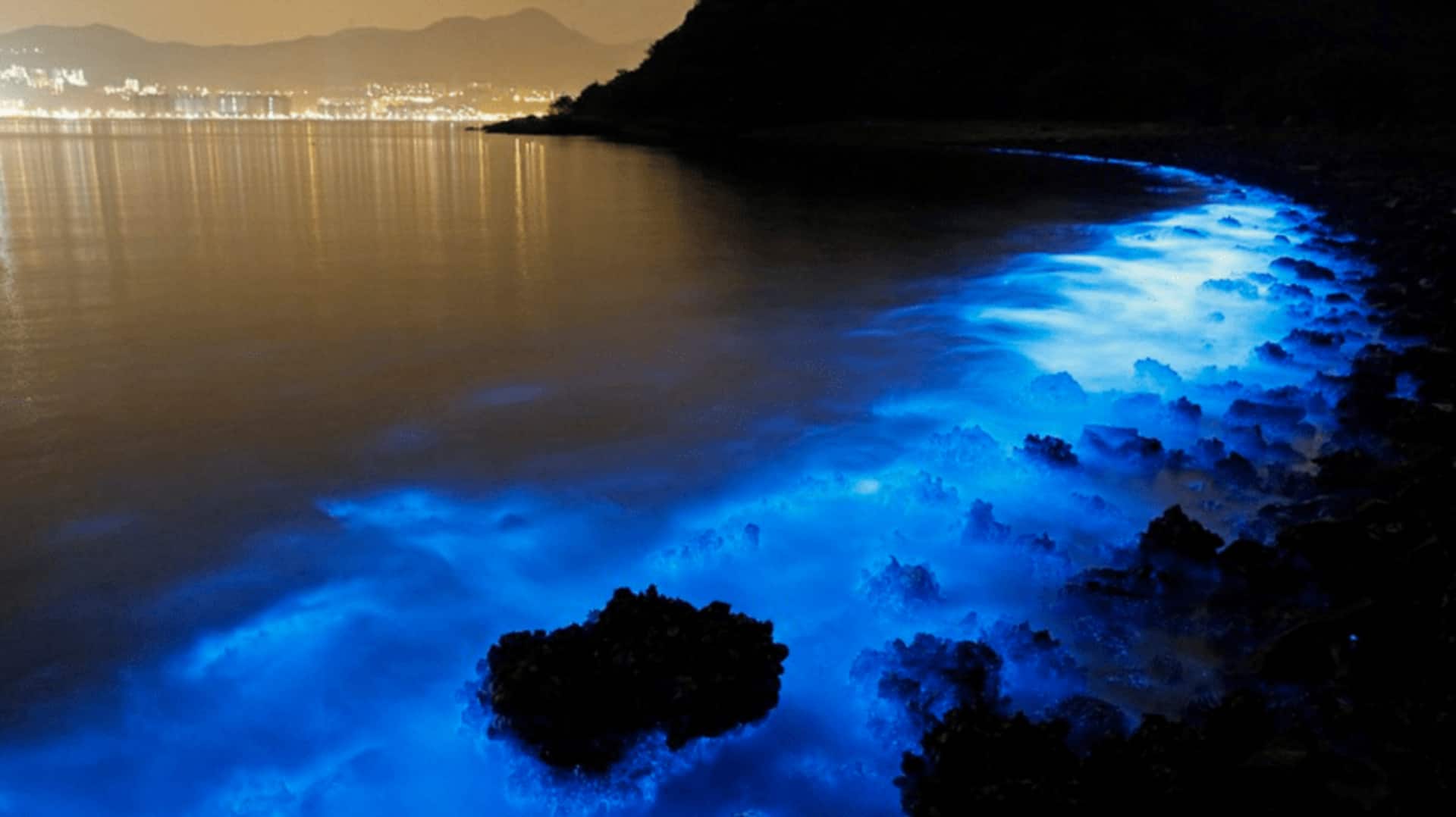 Check out these bioluminescent or glowing beaches in India 