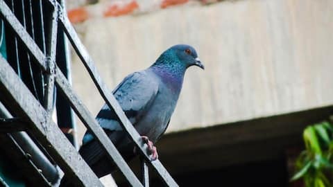 How pigeon exposure can severely harm your lungs 