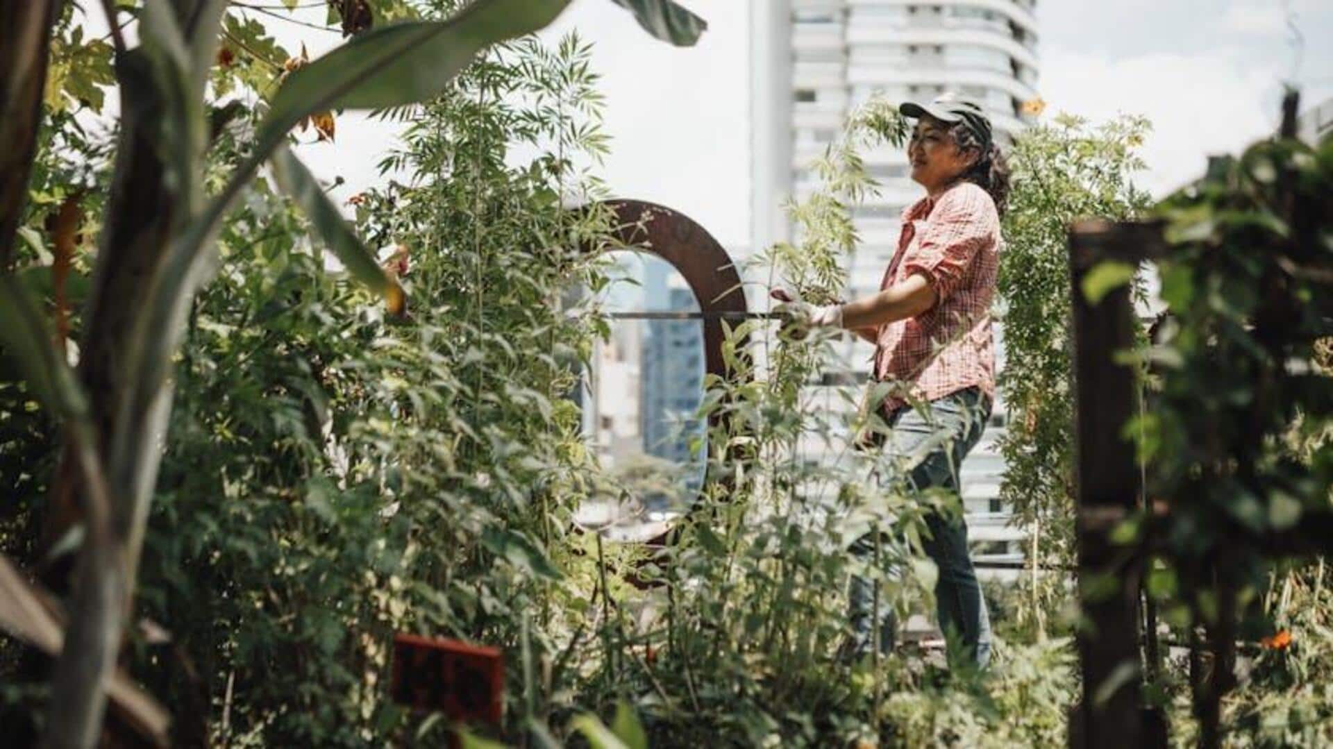 Surprising benefits of rooftop gardening Surprising benefits of rooftop gardening