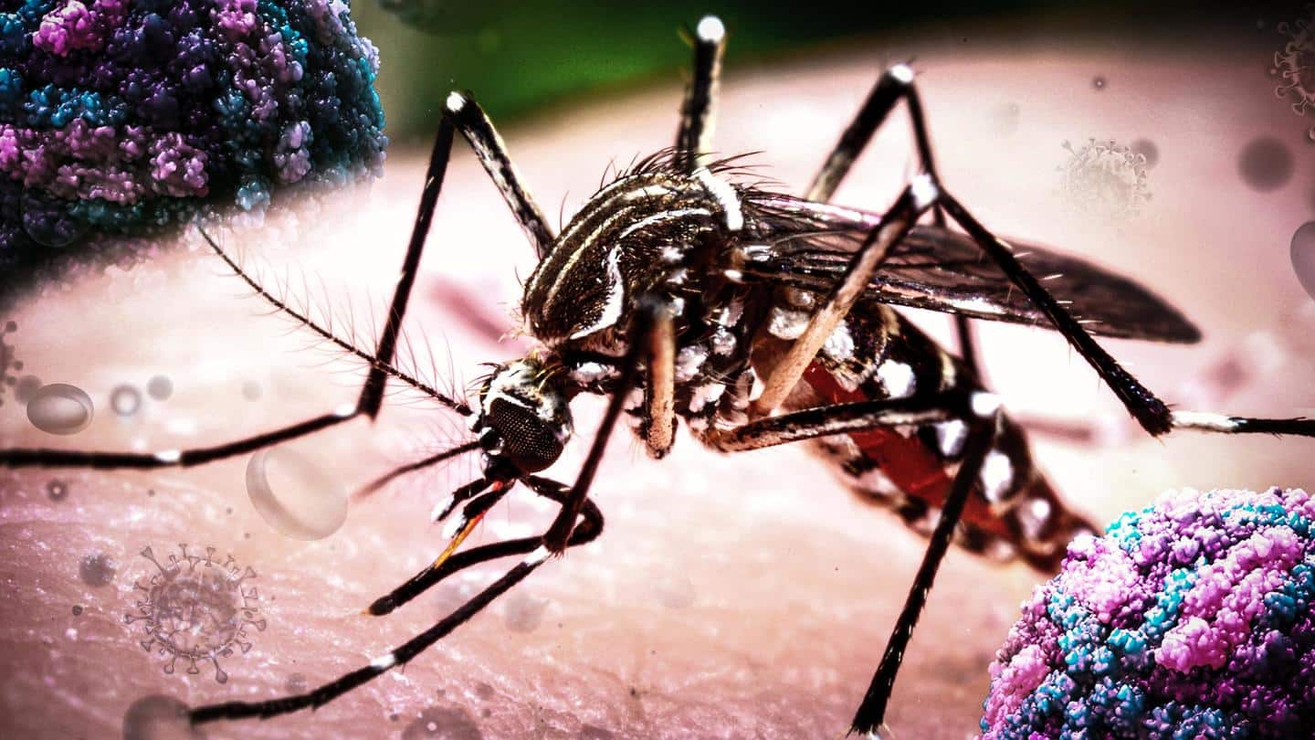Kanpur reports nearly 90 Zika virus cases. What is it?