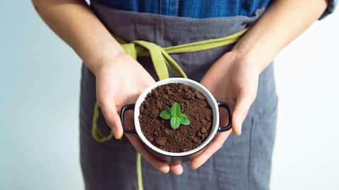 Why growing seeds in cups may be beneficial