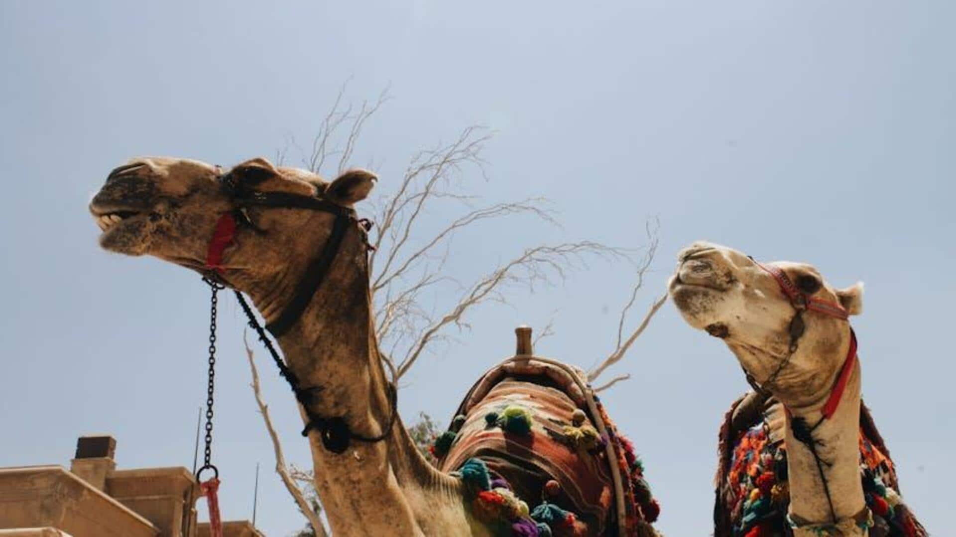 Navigating Africa's Great Sand Sea by camel