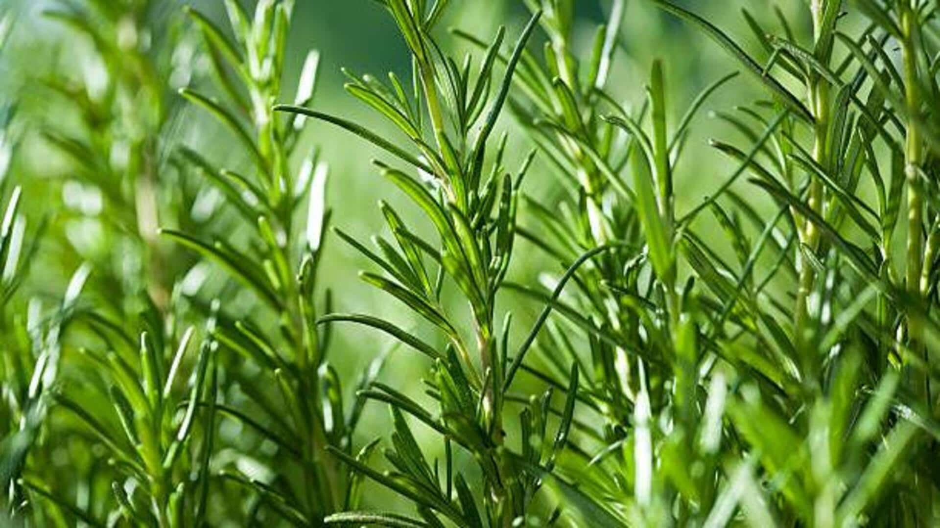 Why rosemary is valued in herbal healing practices 