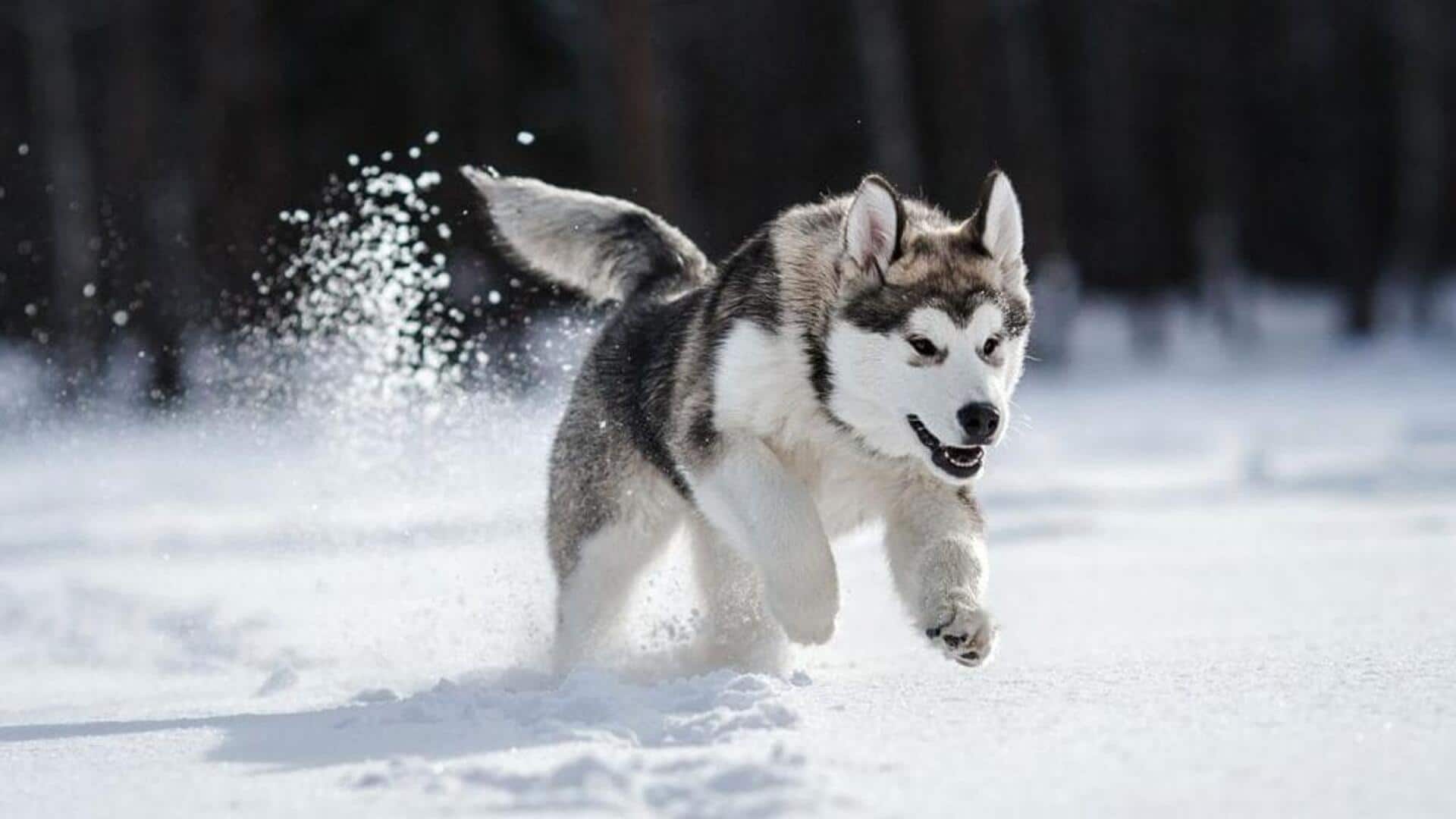 Siberian Husky care guide: Follow these tips for their well-being