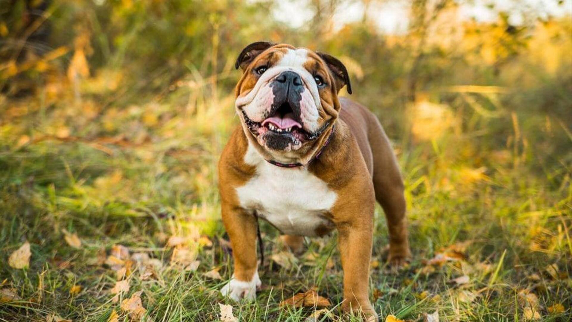 A Bulldog's health essentials: Activity plan, food, and weight management
