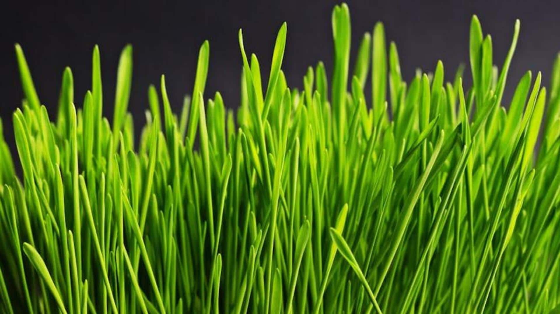 The wholesome wonder of wheatgrass: Nutritional value and diet tips