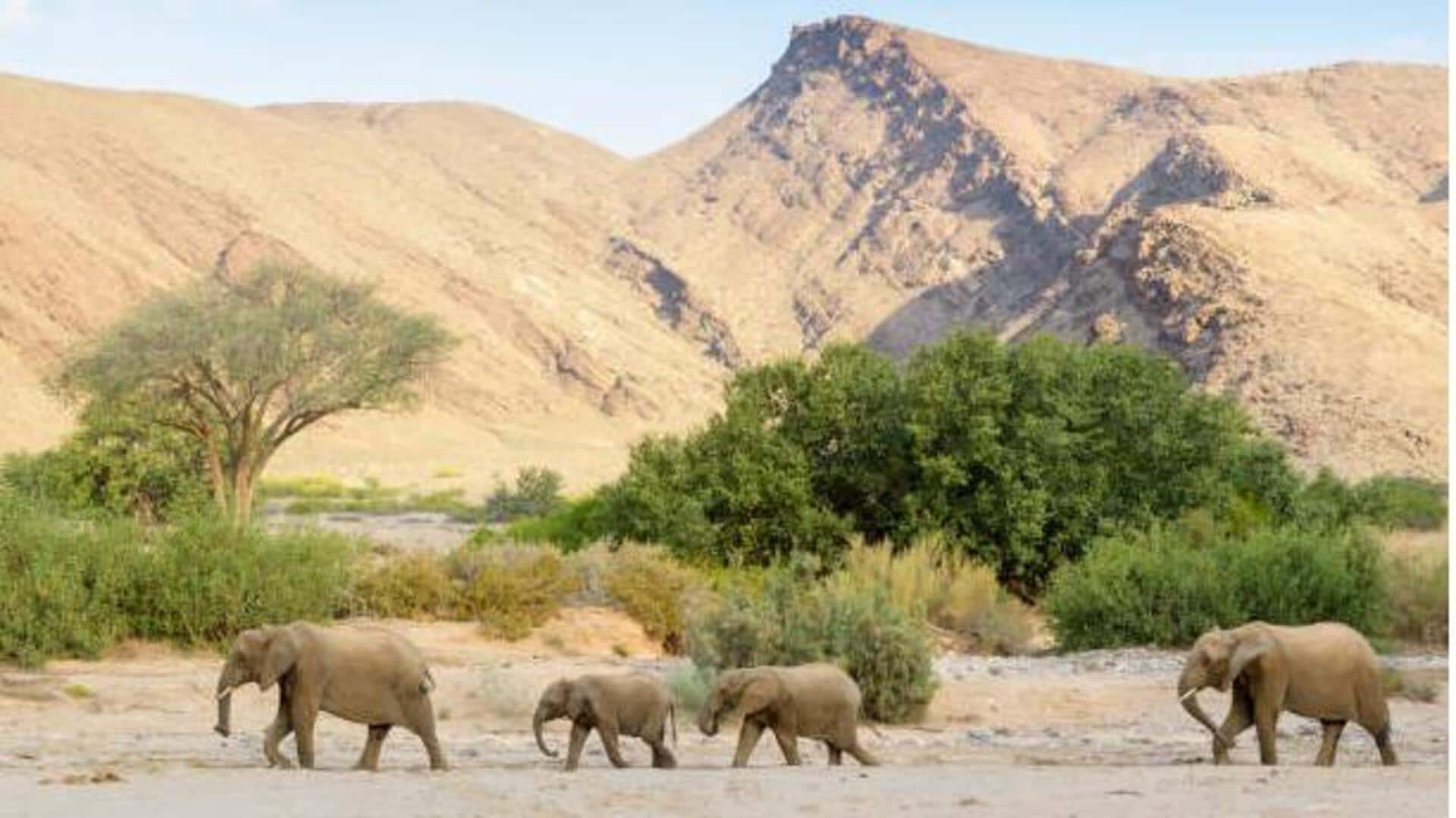 Desert elephant trekking: What to know