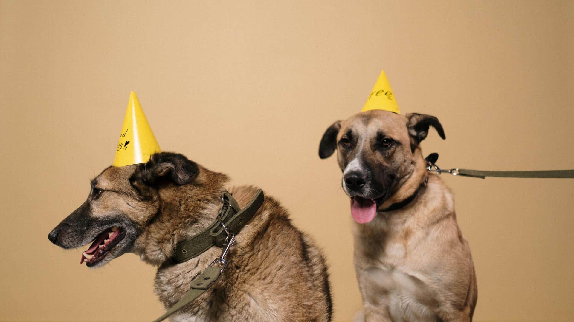 Throw your pet a fun party without breaking the bank