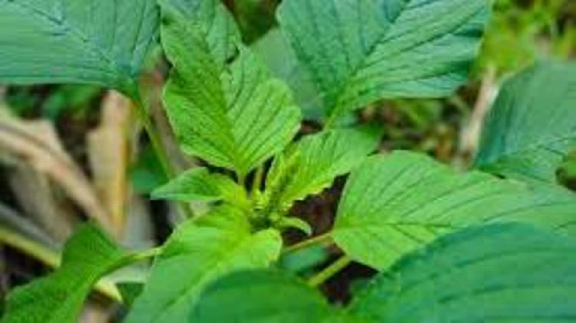Cooking with wild spinach: 5 must-try recipes 