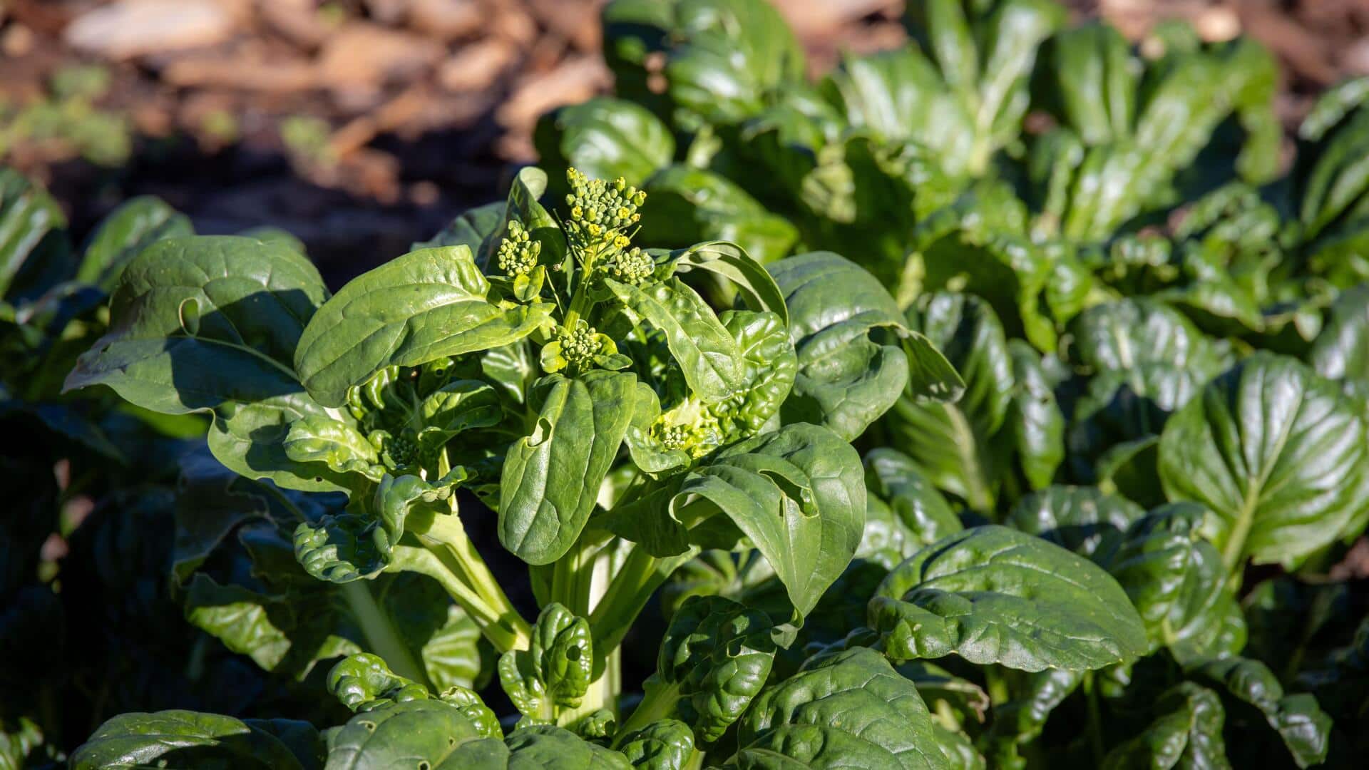 Want fresh Okinawa spinach? Grow it at home
