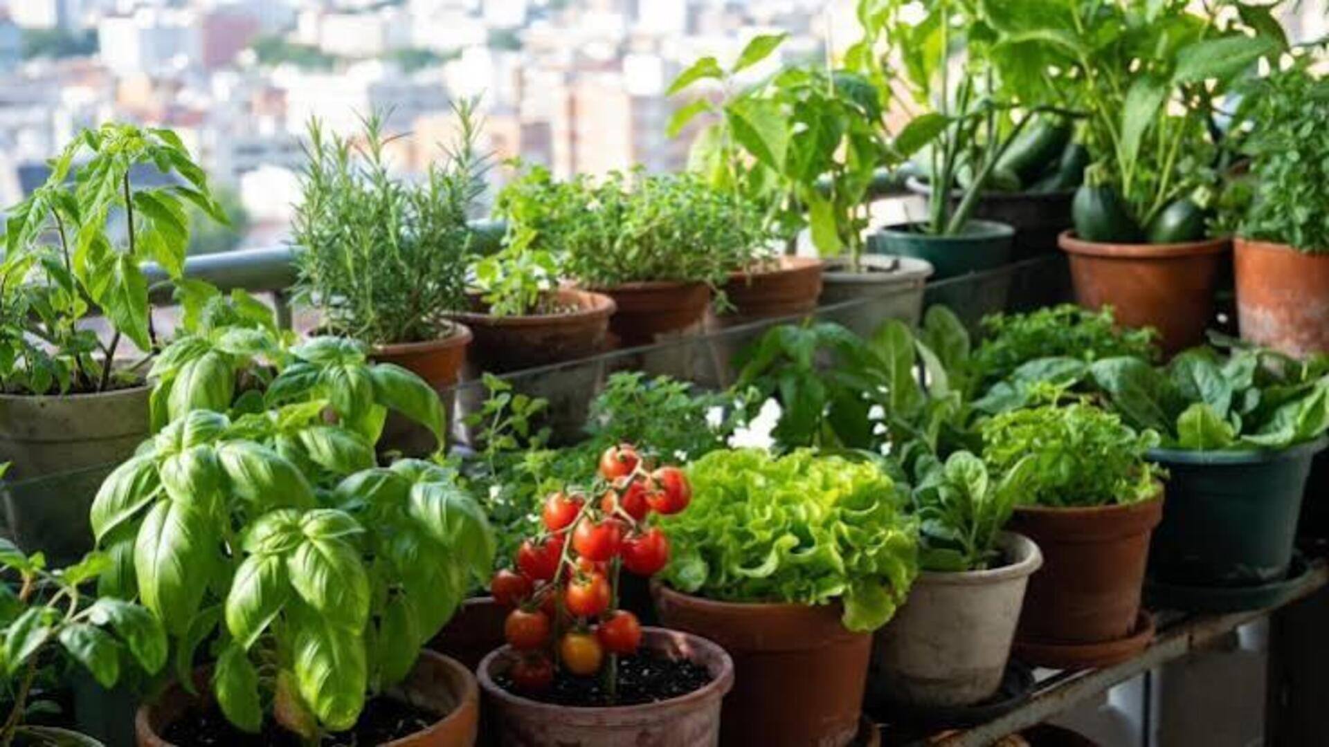 These plant combinations are apt for small spaces 