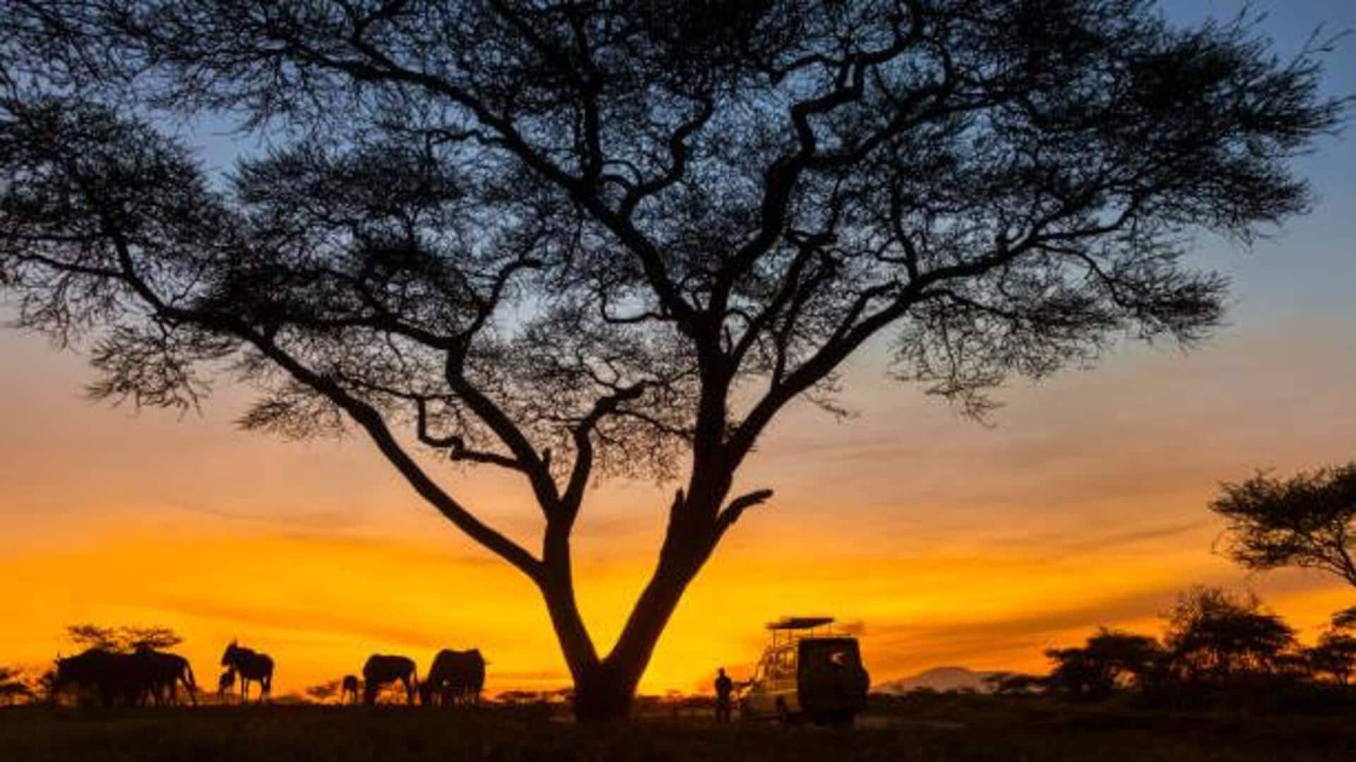 Why night safaris are a must for wildlife lovers