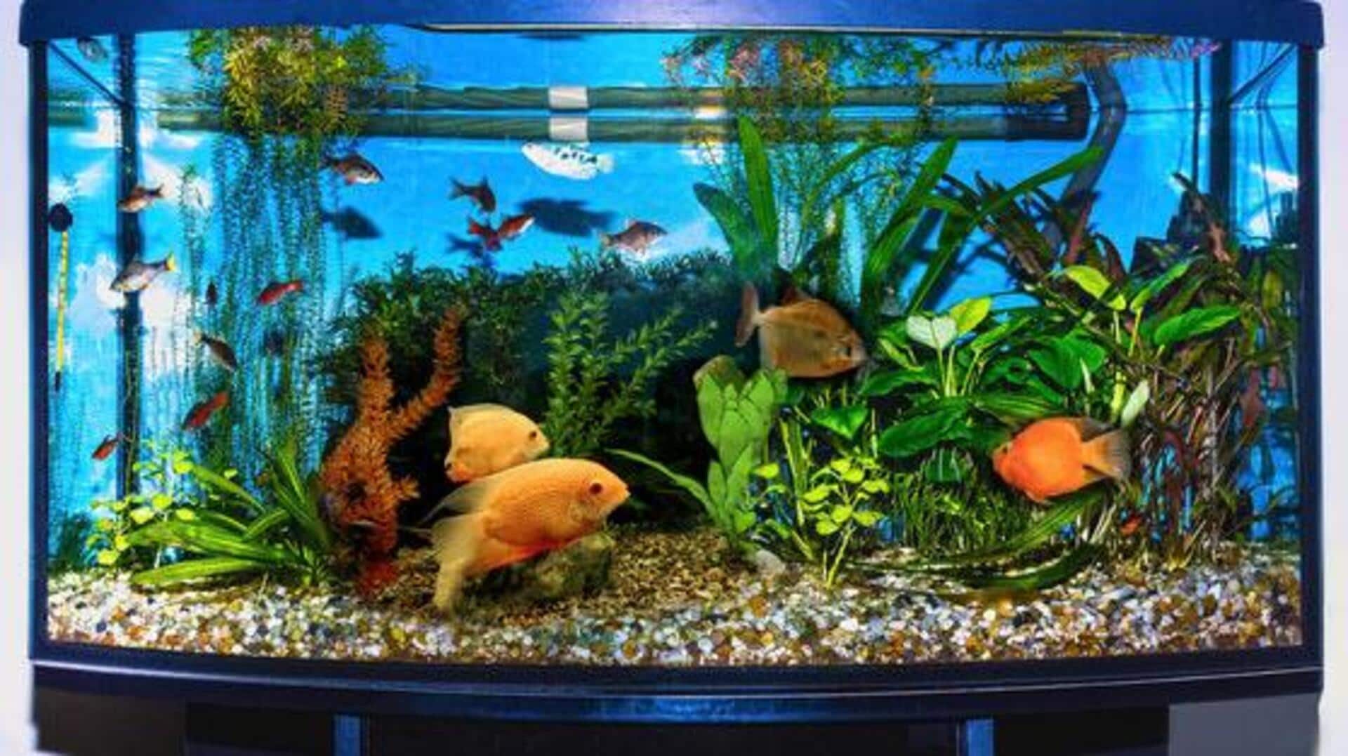 Home aquarium 101: 5 easy-care plants for beginners