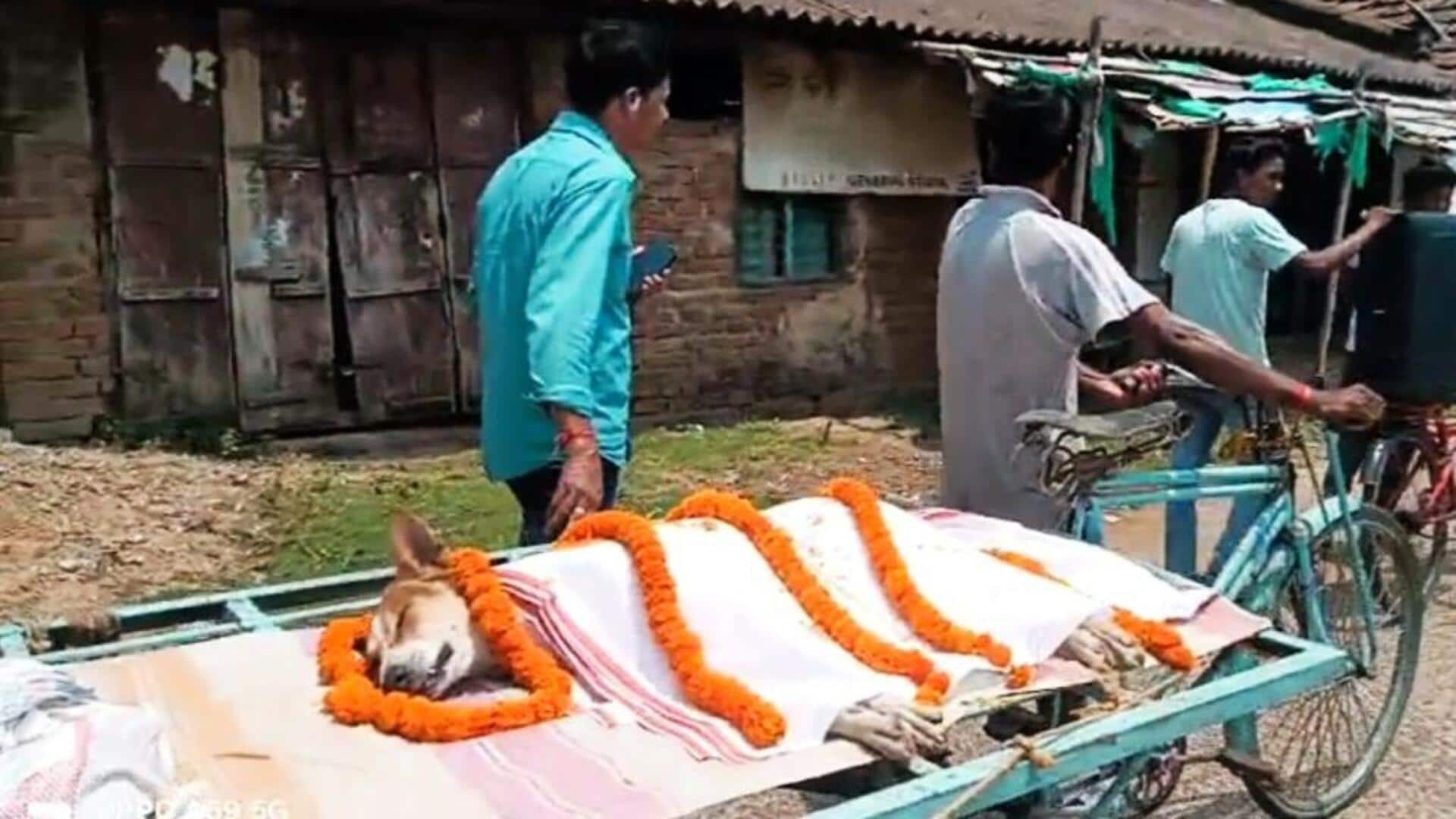 Odisha: Stray dog kills cobra, saving 30 children's lives