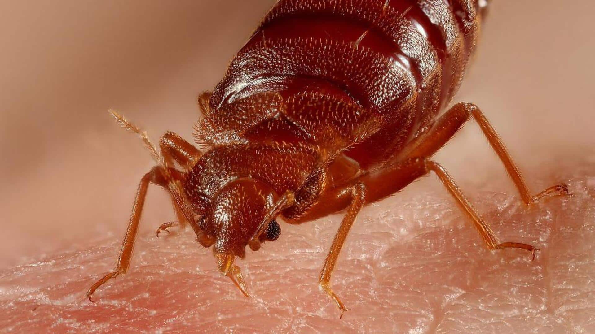 Bedbug alarm: What's behind the infestation and how to cope