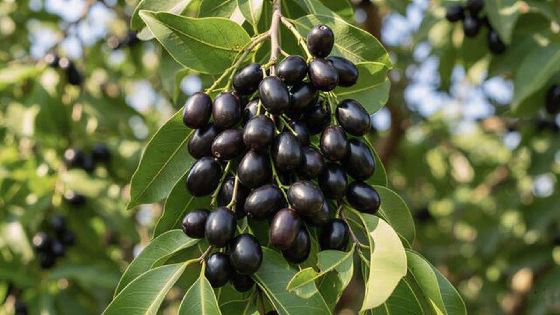 Amazing health benefits of Java plum 