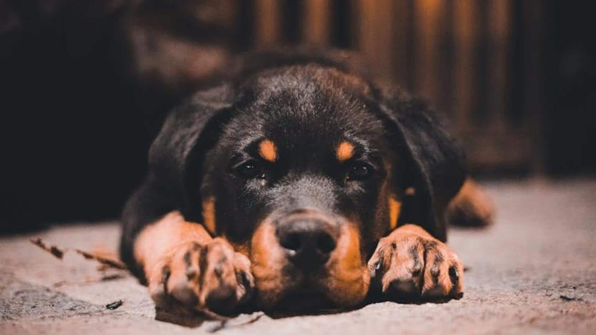 Rottweiler nail clipping: A guide for owners