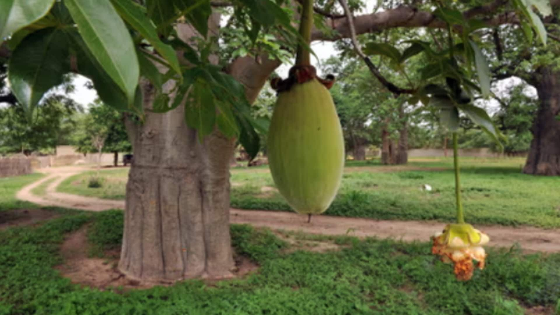 The brilliant benefits of baobab: An African superfruit