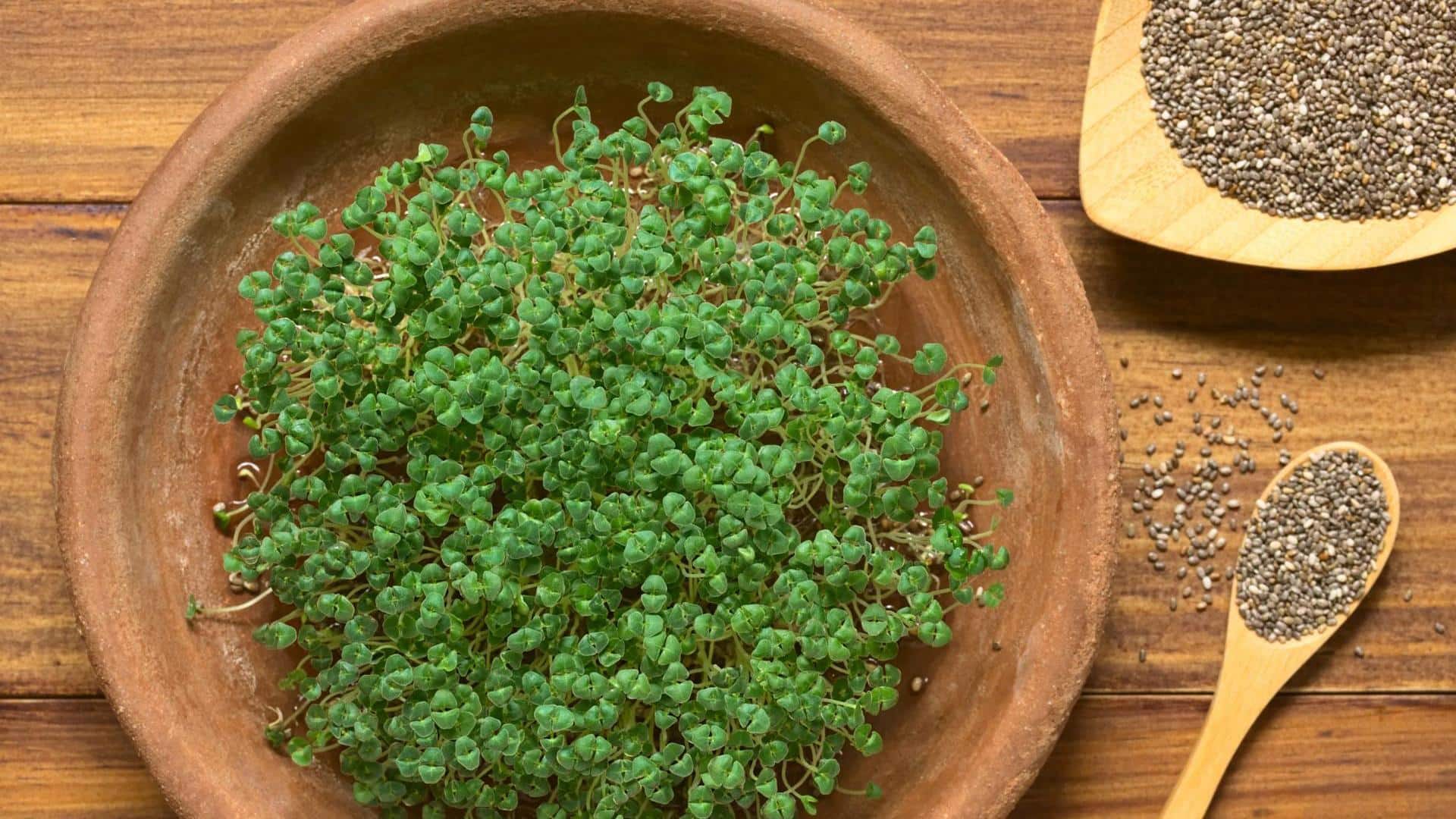 Chia sprouts: The superfood everyone needs now!