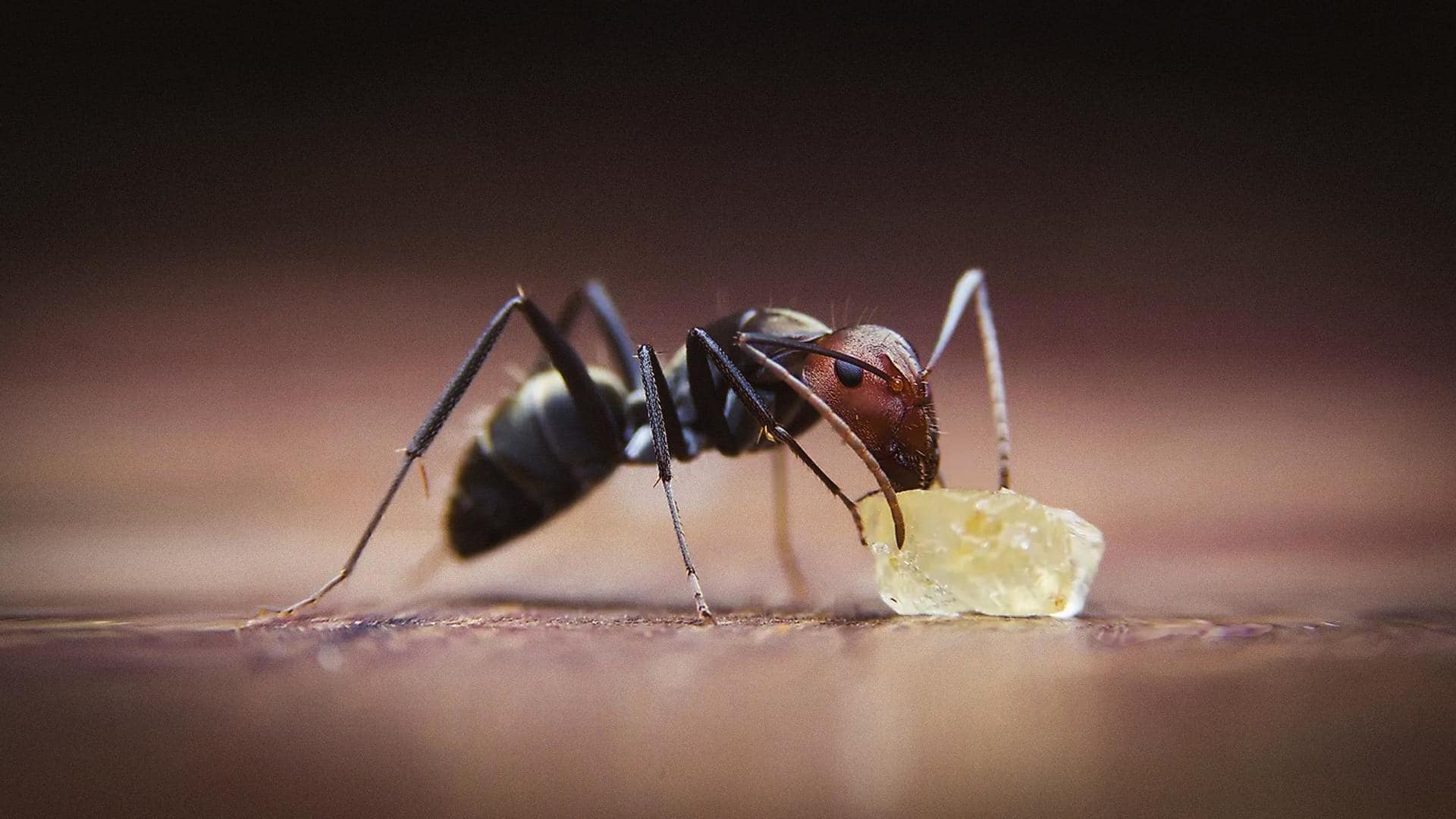 5 simple hacks to get rid of ants at home