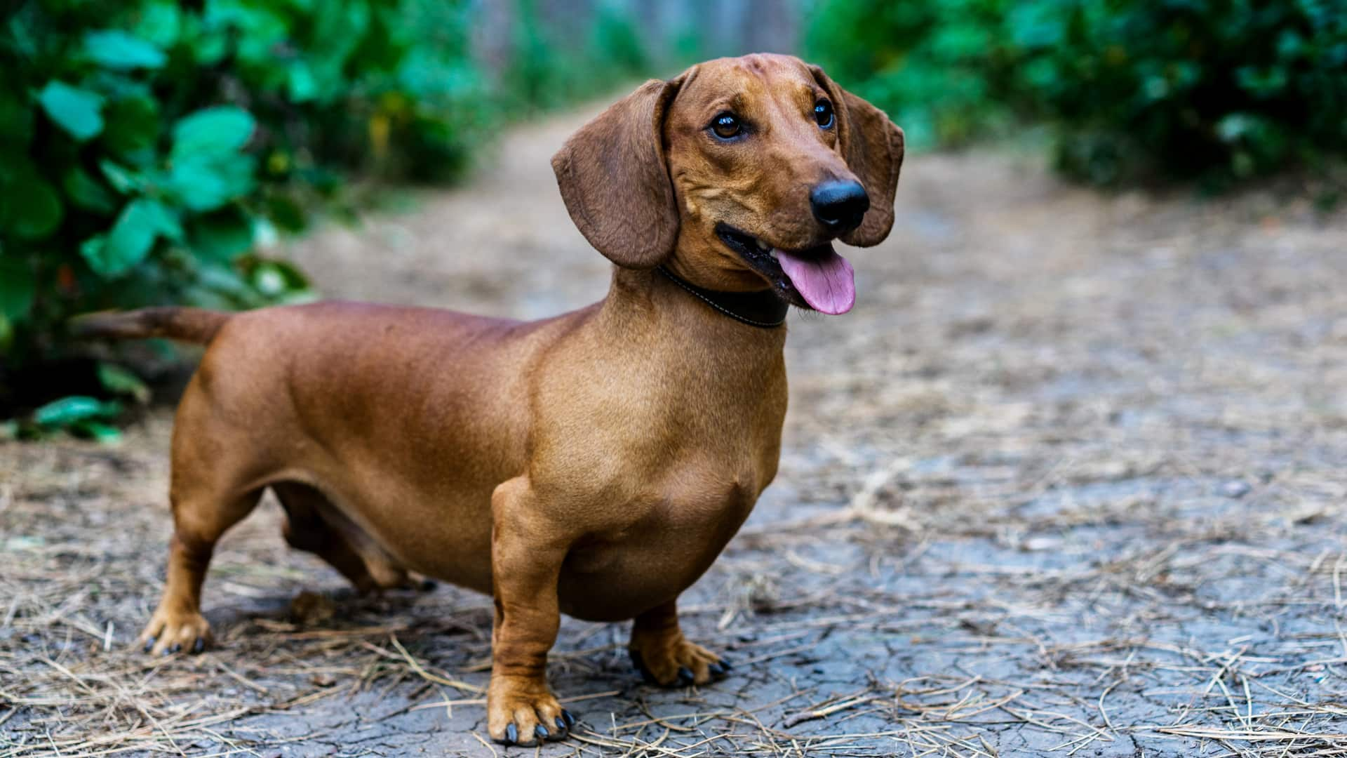 Dachshunds are prone to spinal issues. Note these prevention tips 