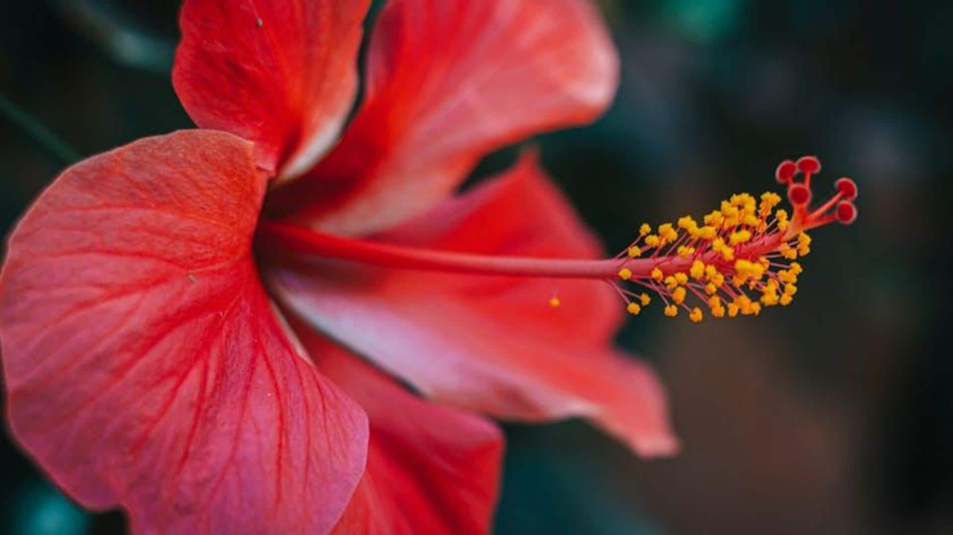 Why hibiscus flower is the superflower for your recipes