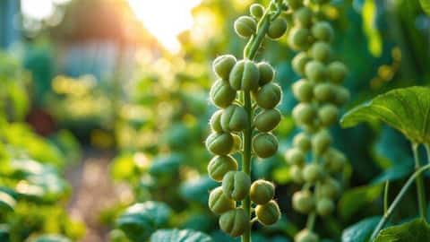 How to grow chickpea greens at home