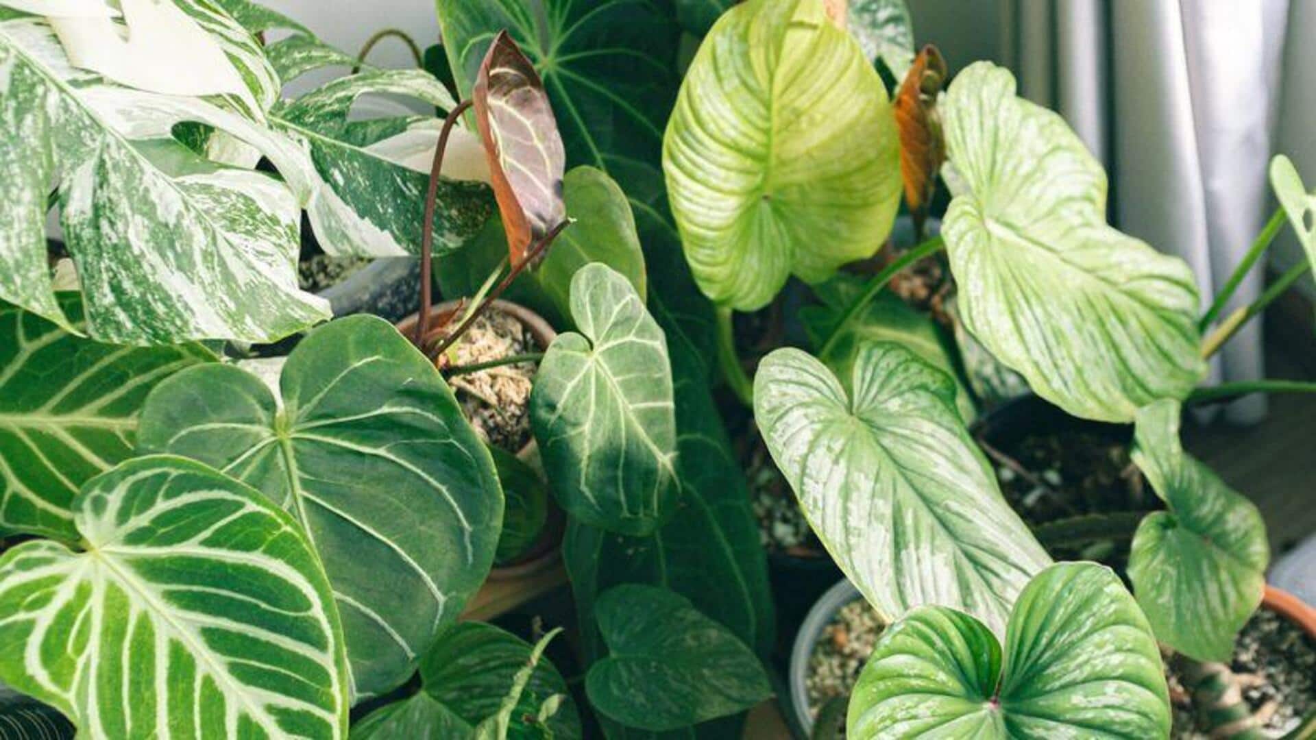 Ginger water: A simple plant-care remedy